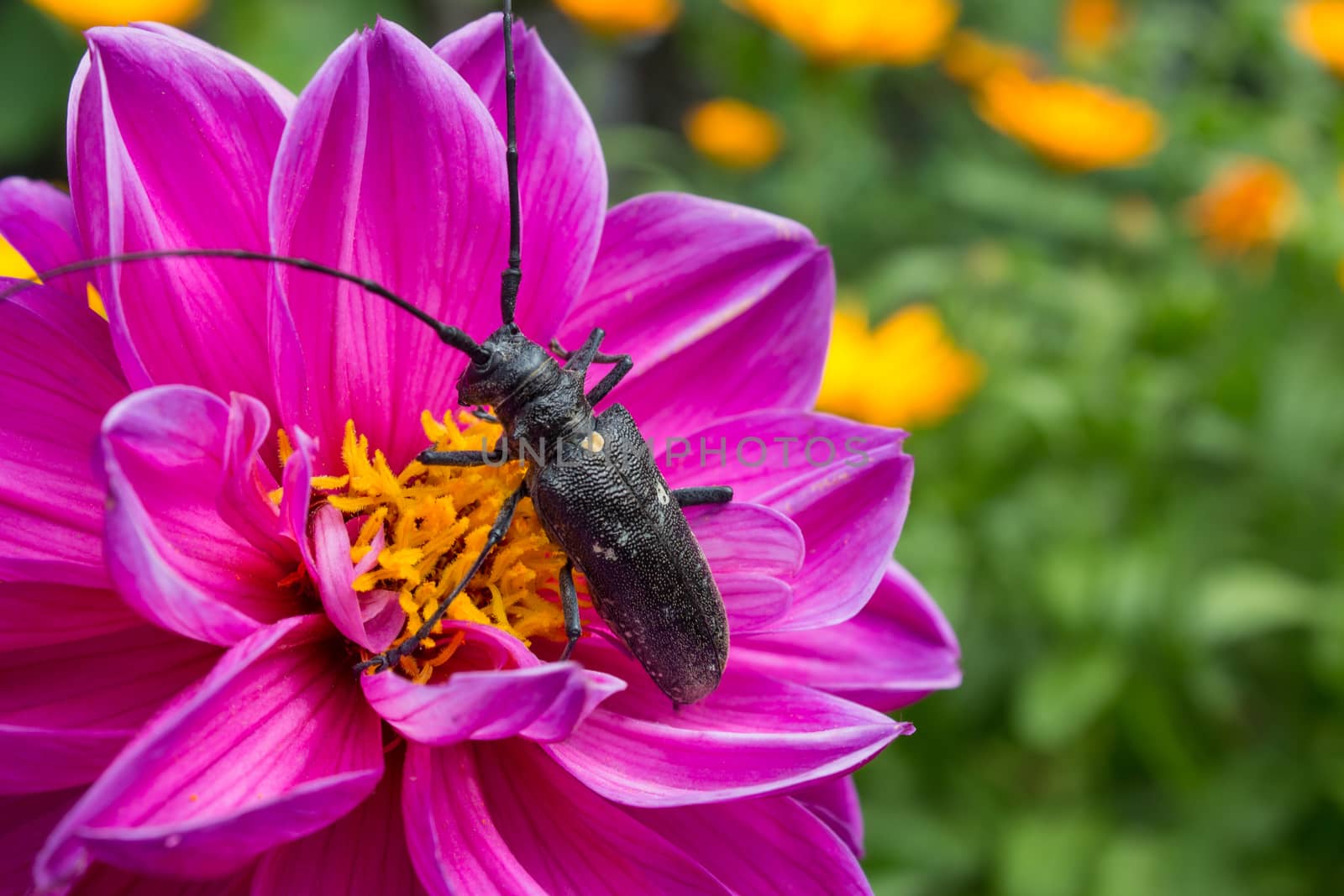 A large black beetle with horns and carapace sits on a pink flower, close-up, macro. Nature, garden, biology, Zoology. Cerambyx scopolii