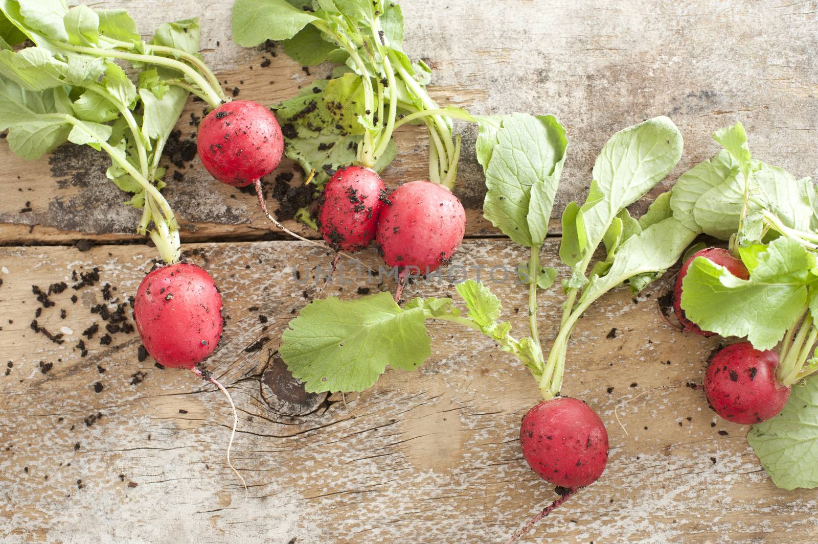 Fresh radishes with soil on a wooden table by stockarch