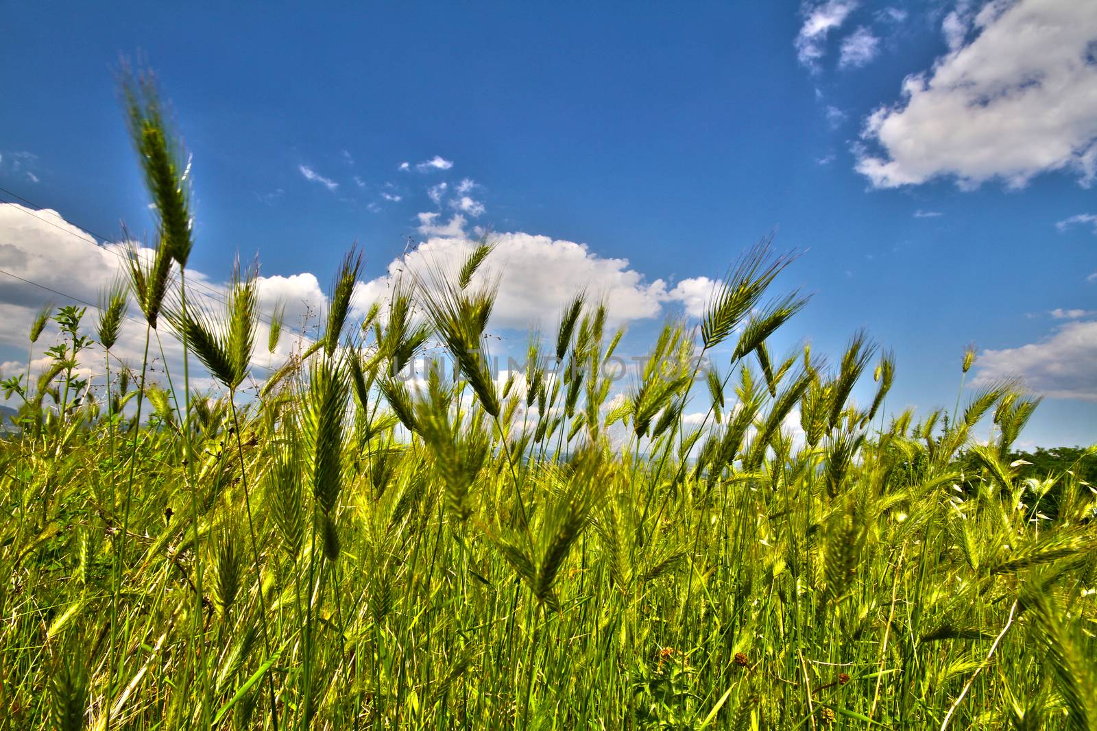 barley field in sunset time, landscape filed