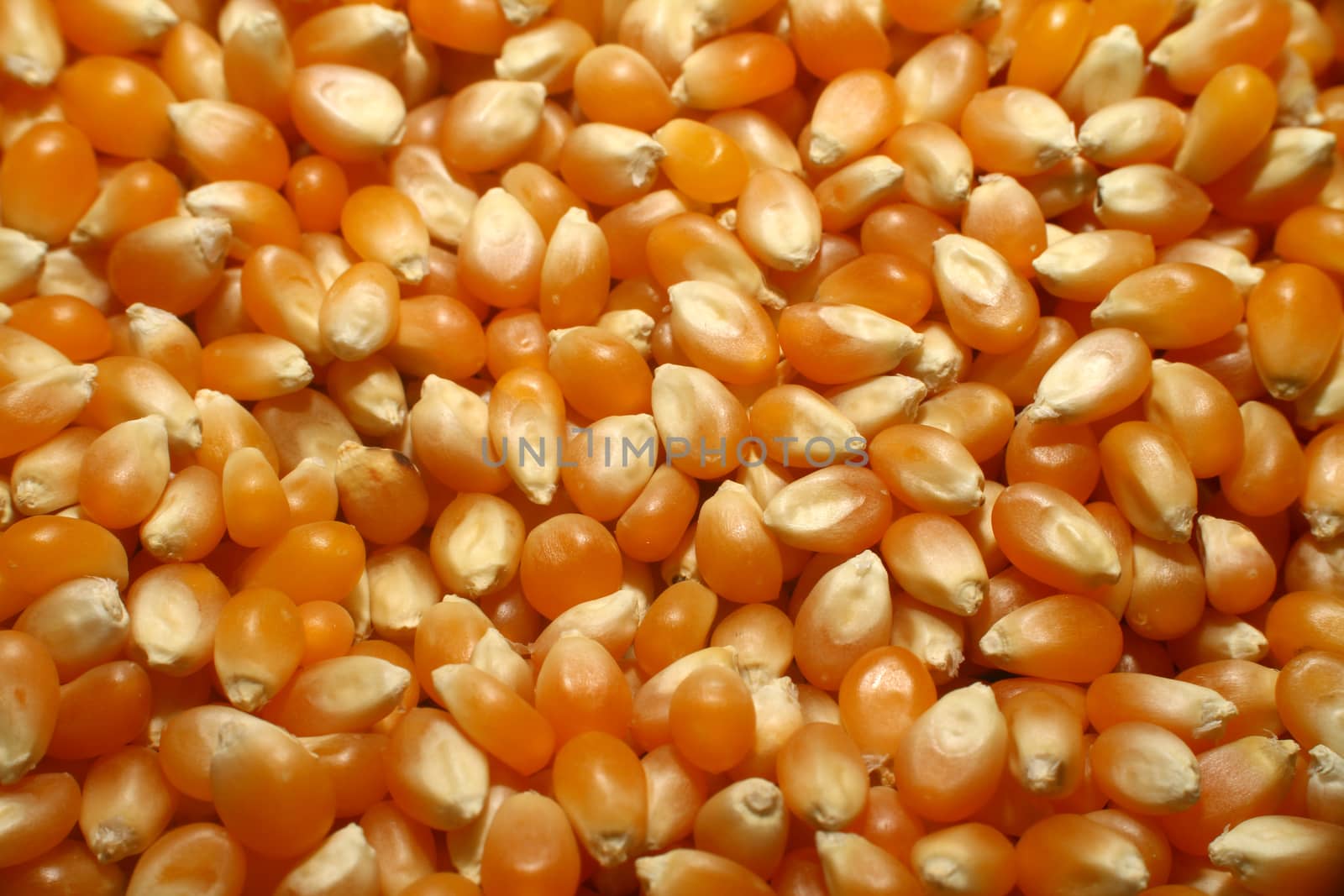 corn grains seed macro, close up background