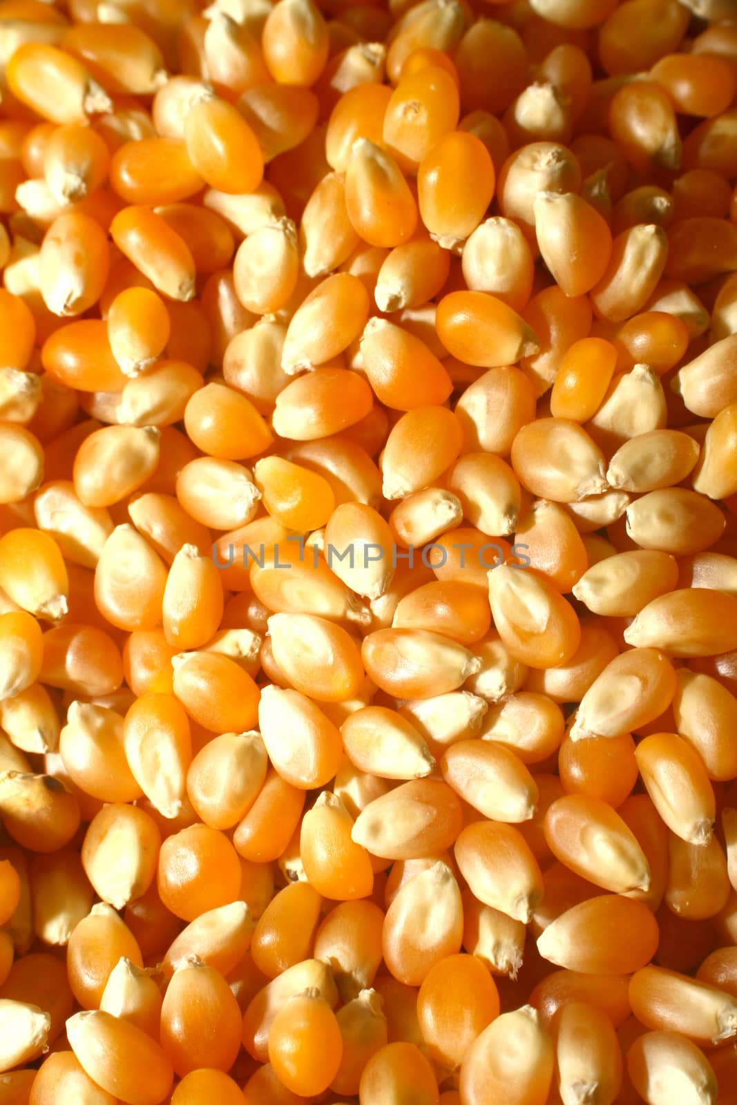 corn grains seed macro, close up background