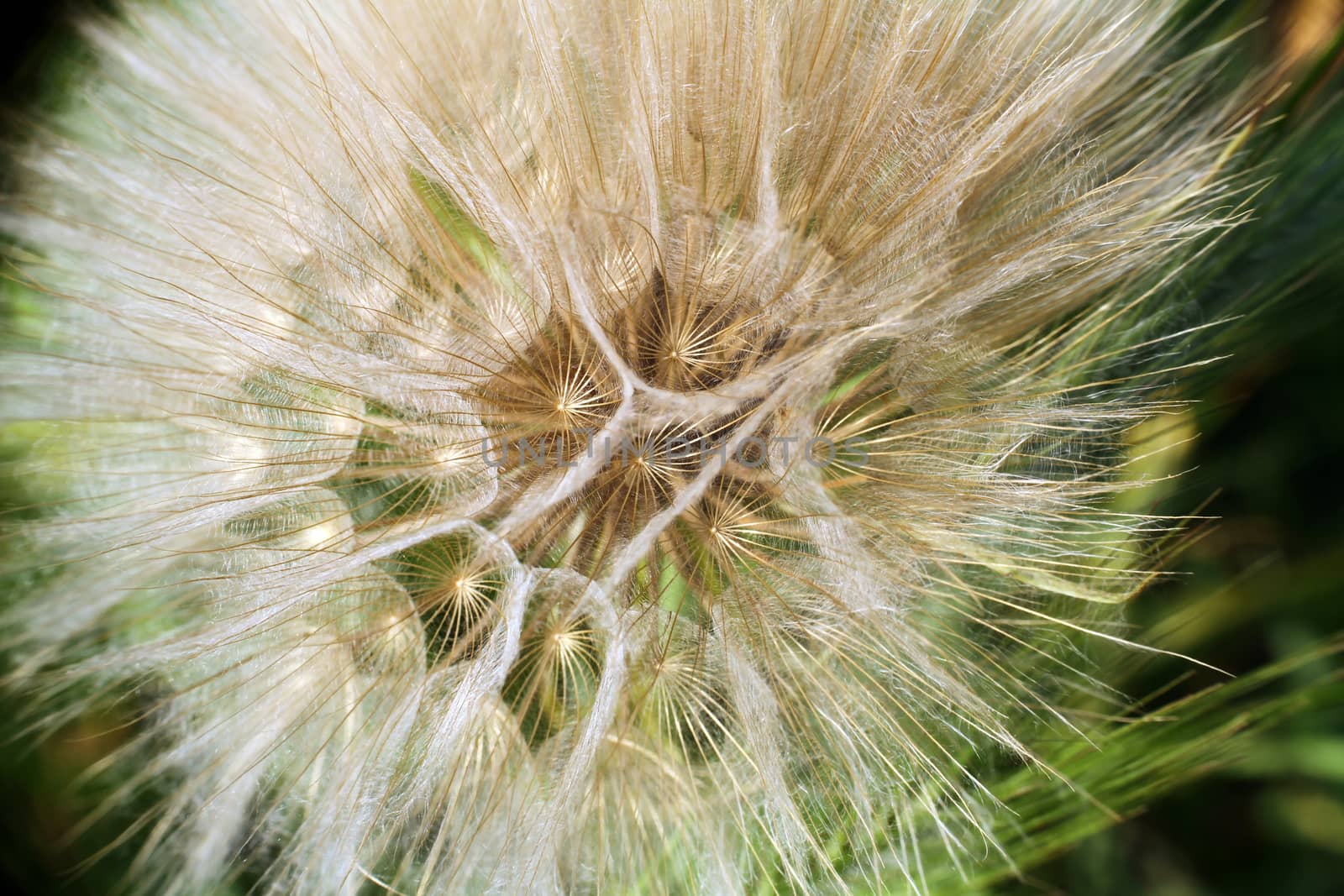 dandelion flower seed boll macro close up