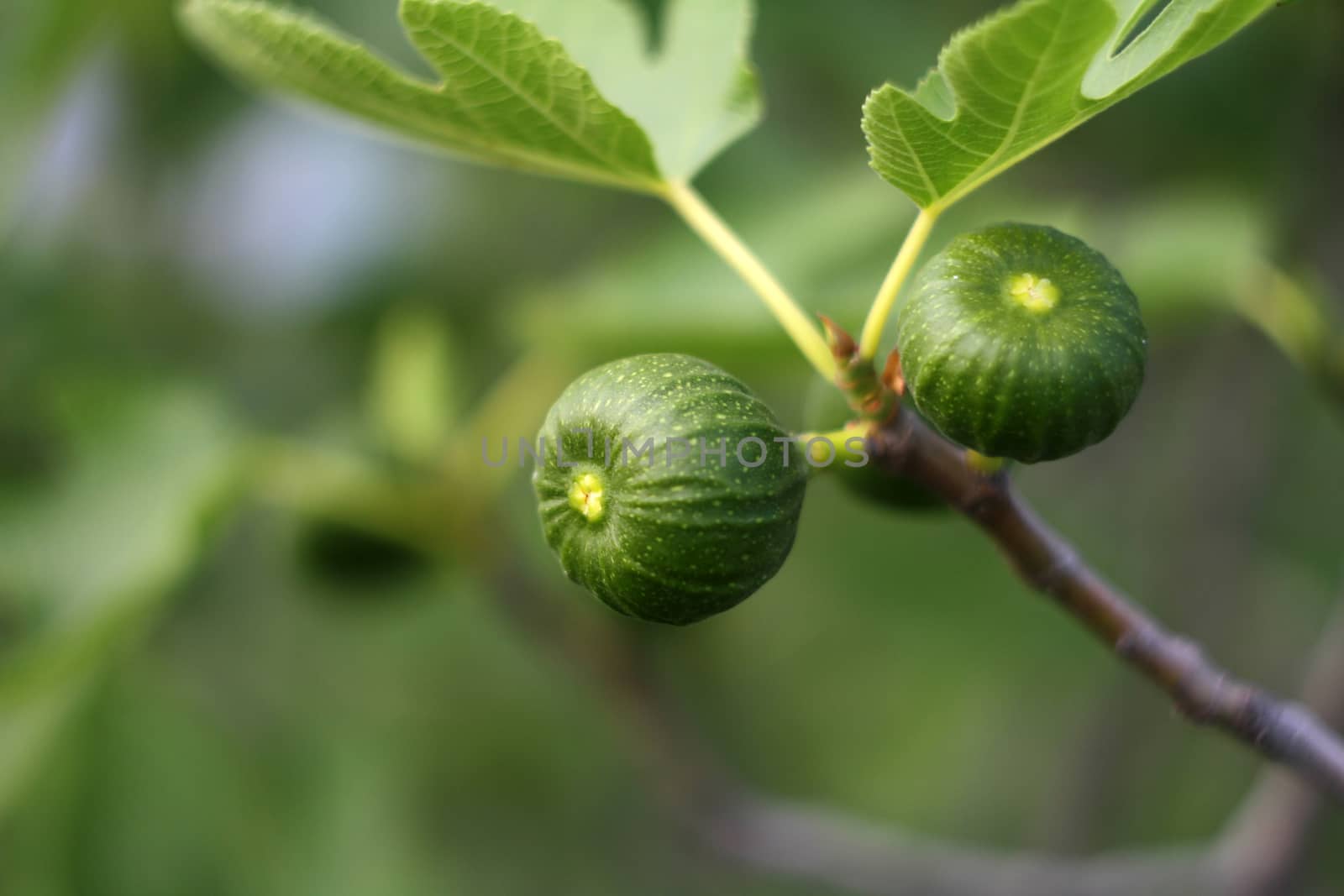 two green young figs on the tree