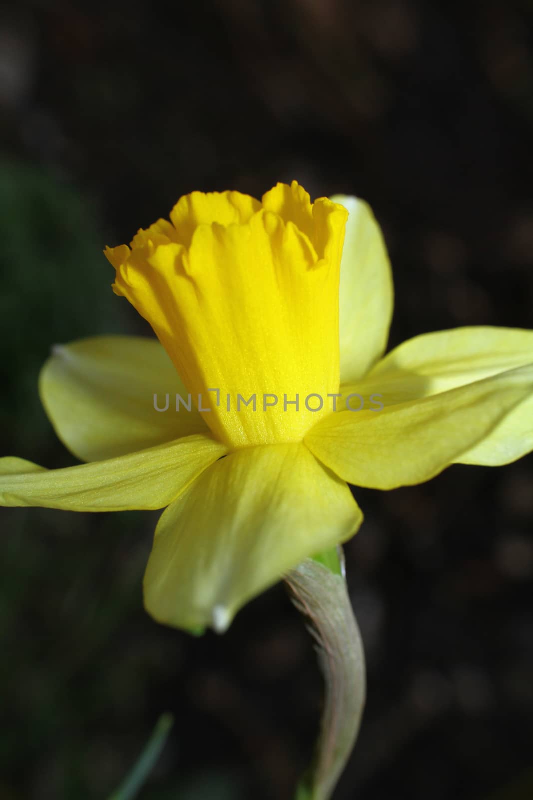 spring flower head in garden macro close up