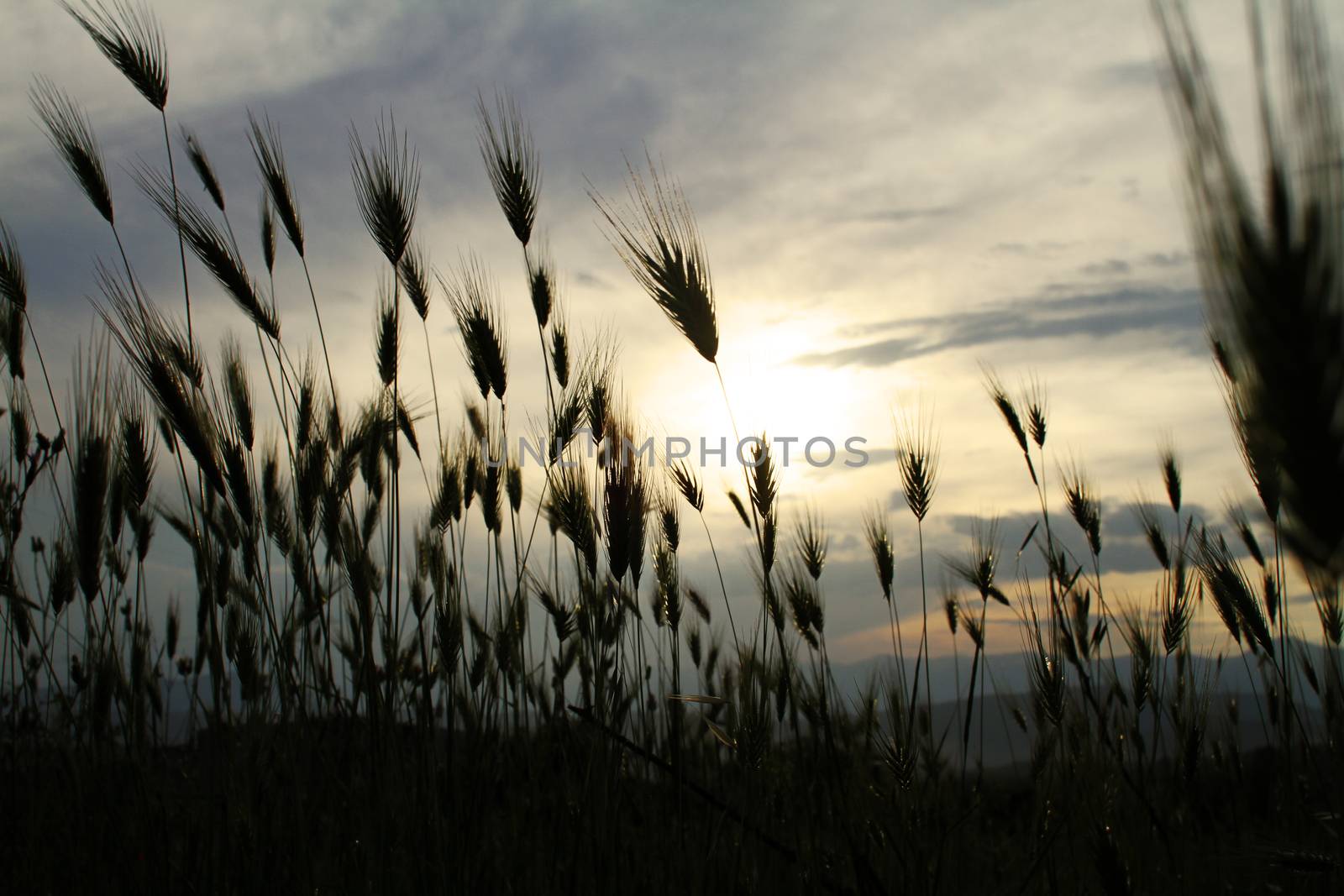 grass sunset in the meadow, macro close up