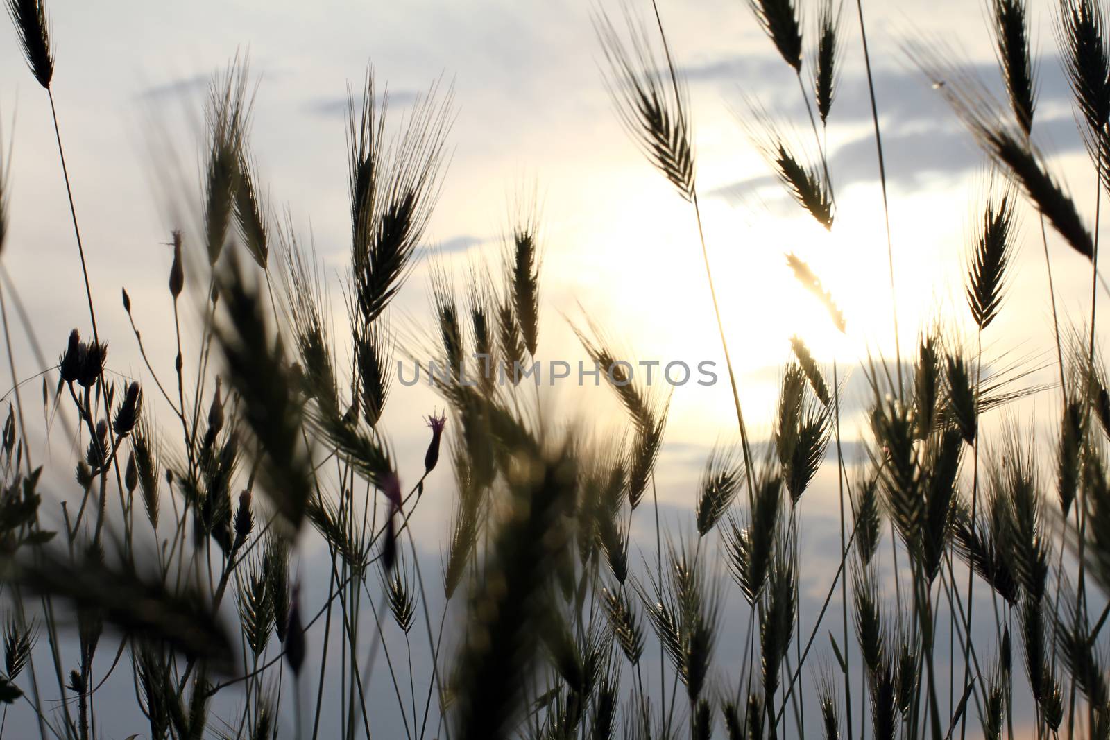 grass sunset in the meadow, macro close up