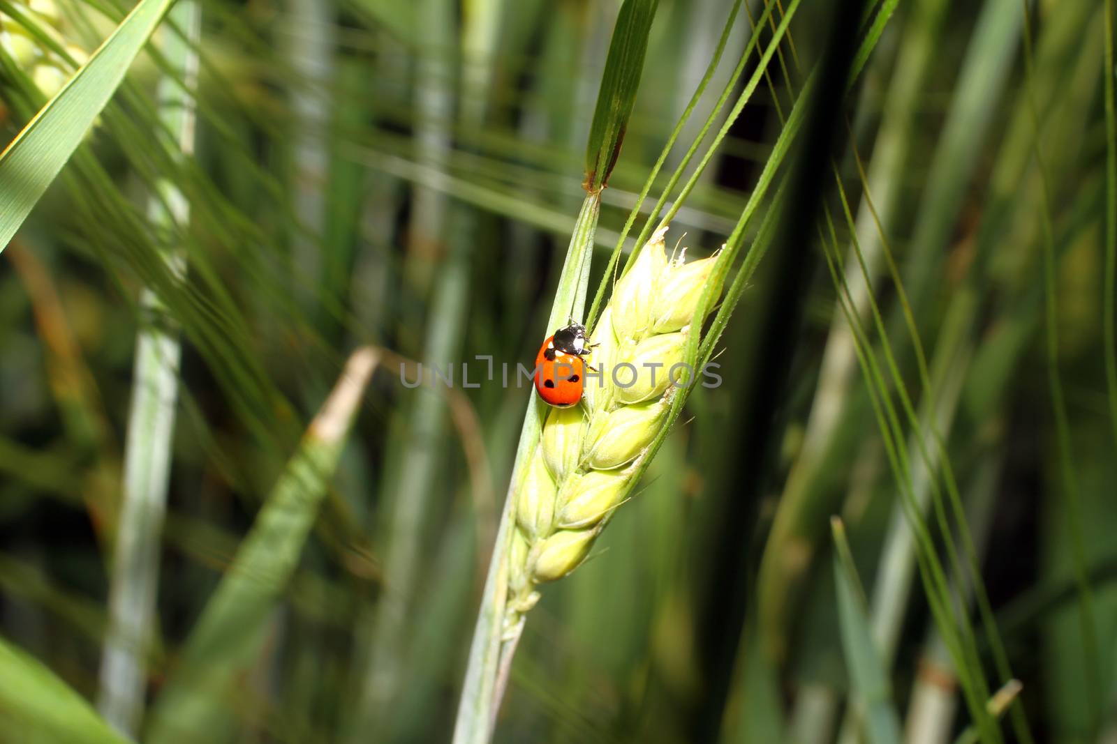 ladybird in grass barley close up macro