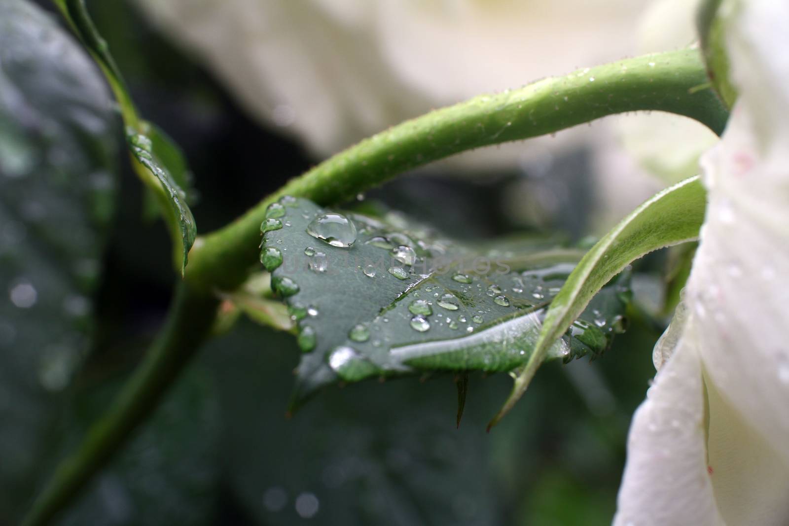 leaf rain drops in garden close up macro