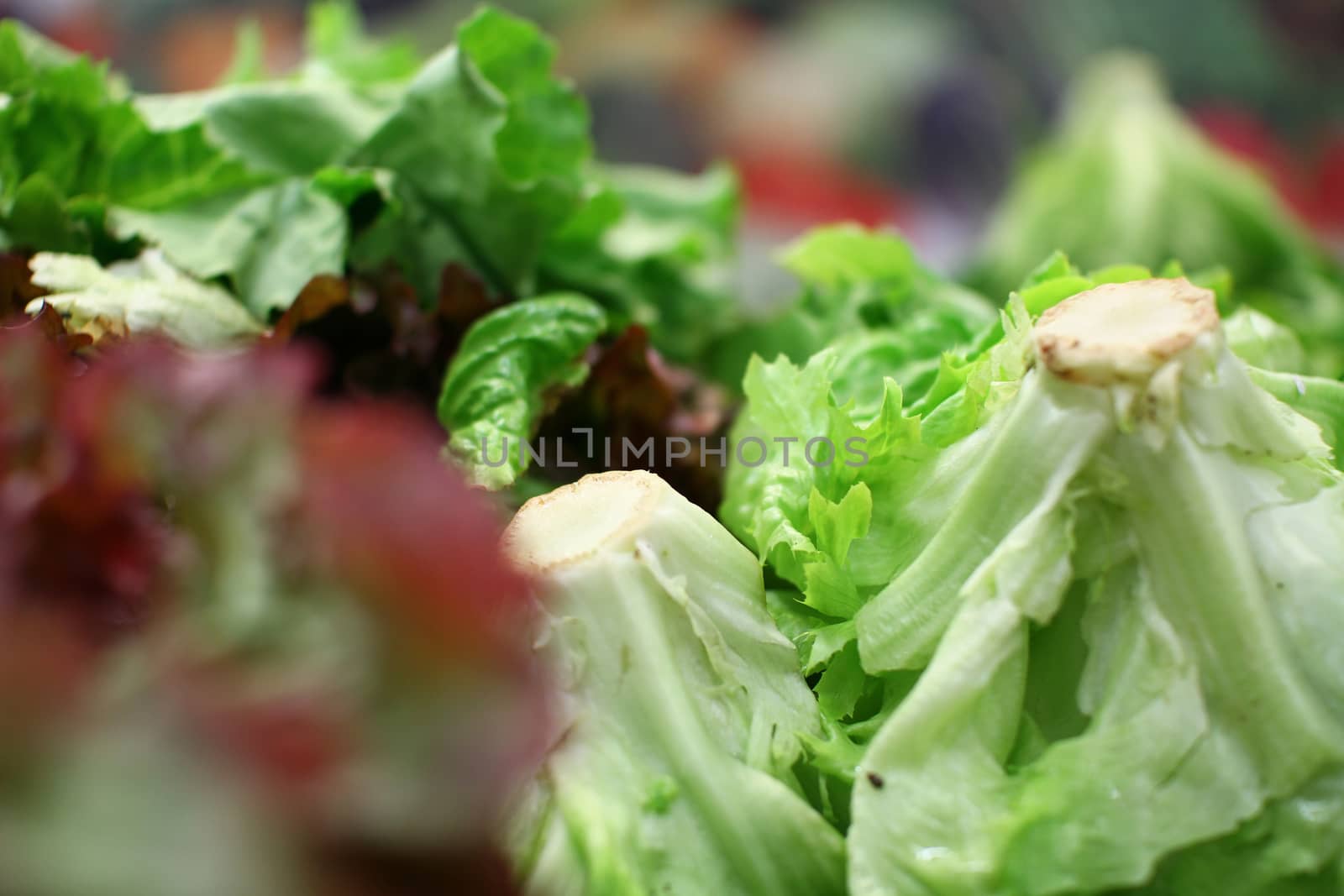 lettuce in green market macro close up