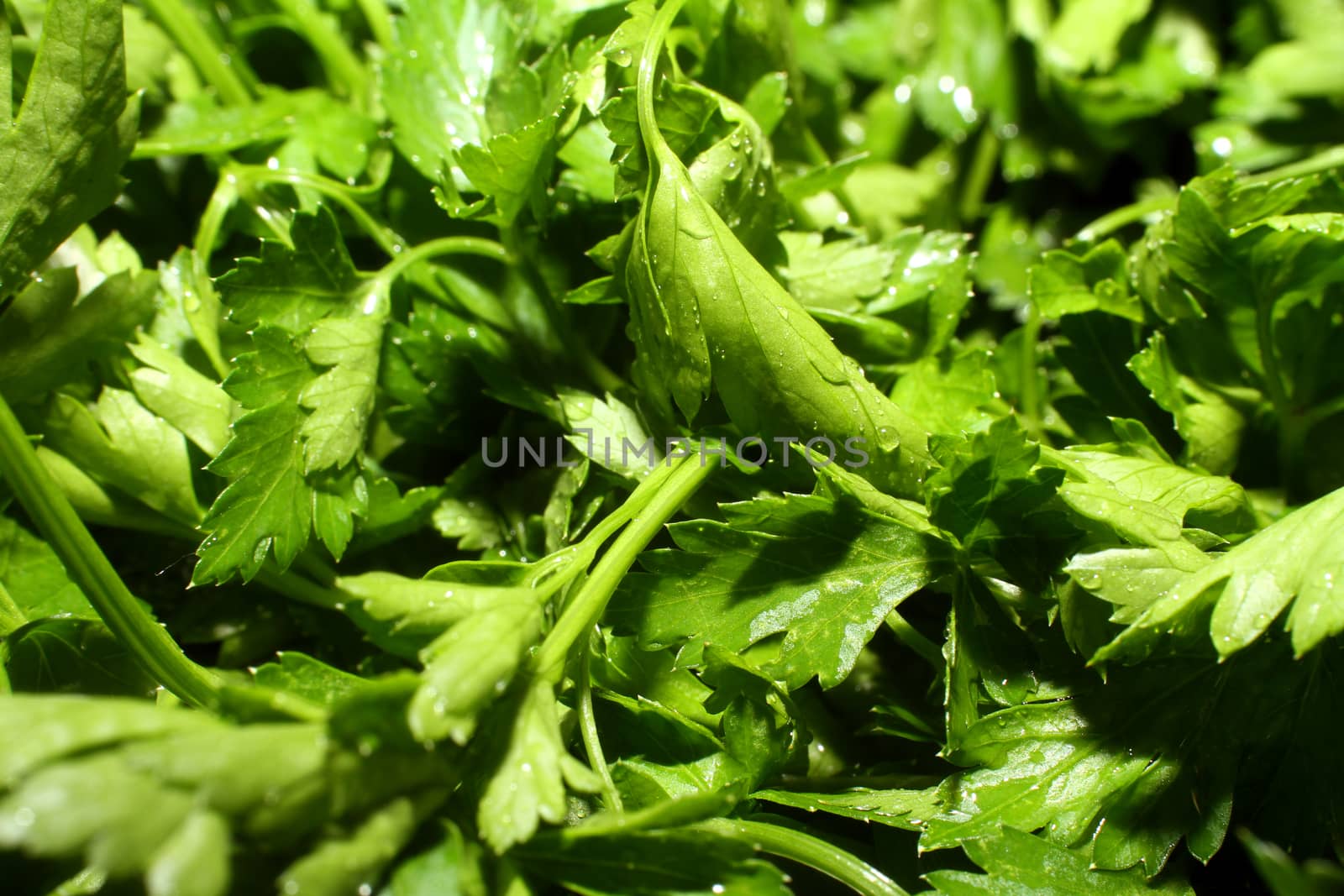 fresh parsley herb food by alex_nako