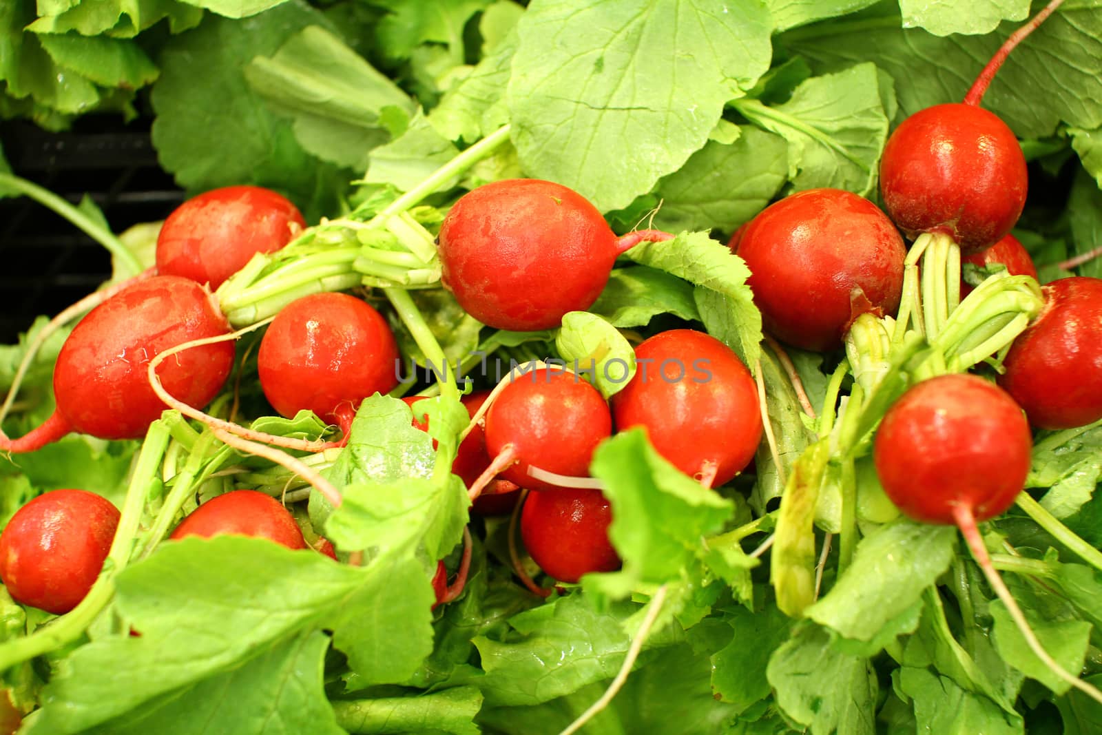 red radishes by alex_nako