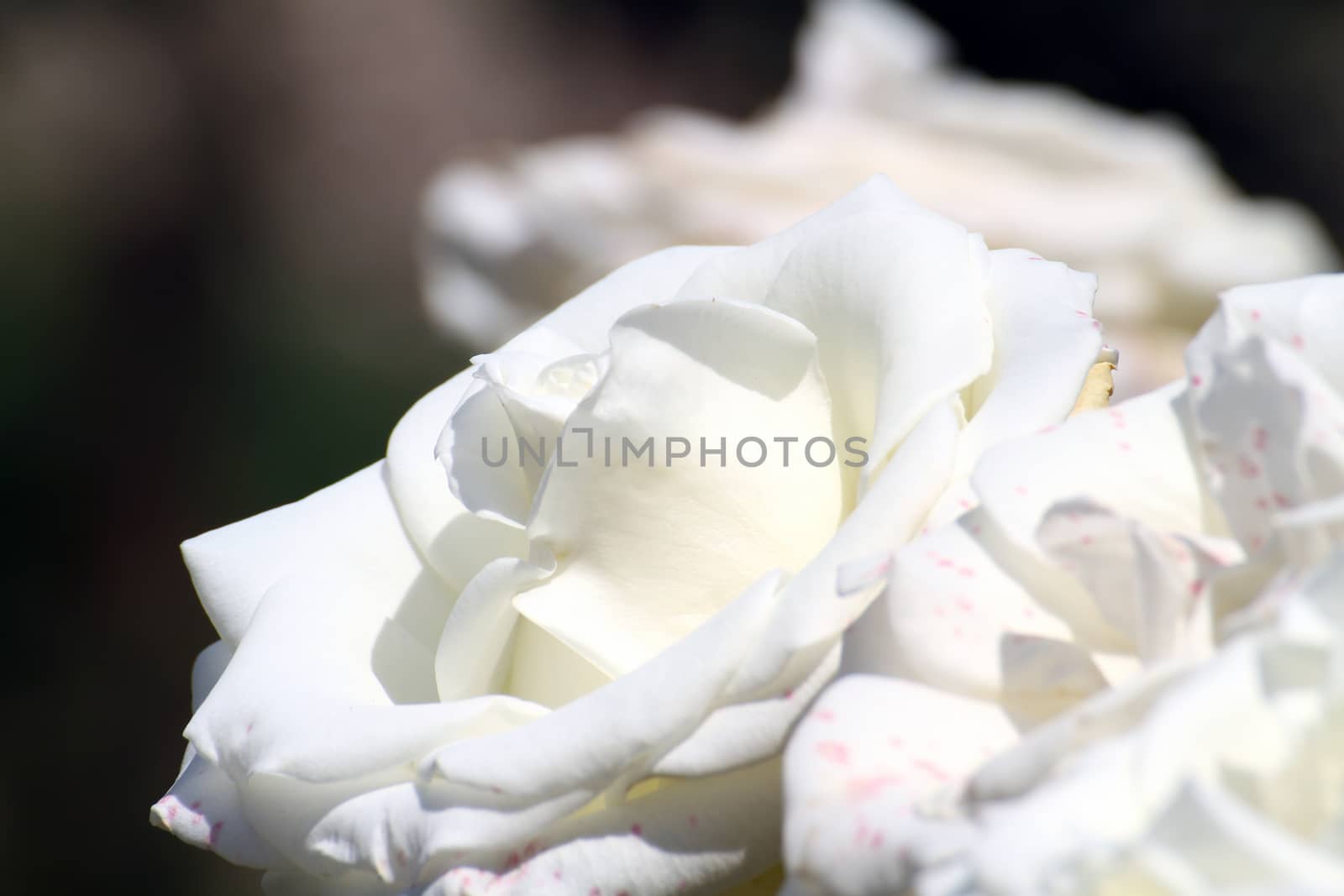 white rose in the garden by alex_nako