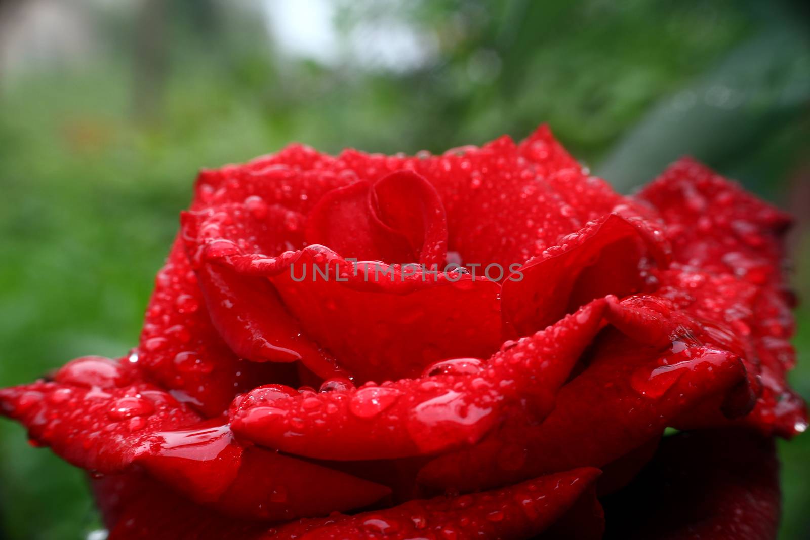 rose rain drops in the garden, macro close up