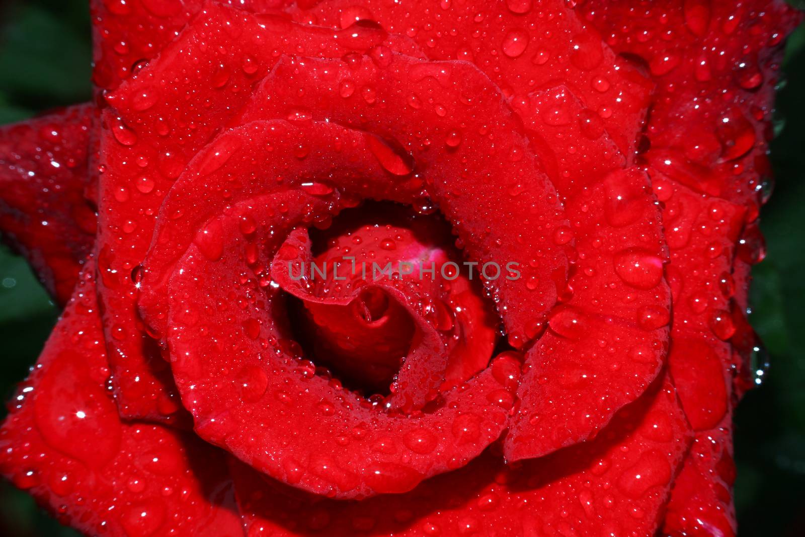 rose rain drops in the garden, macro close up