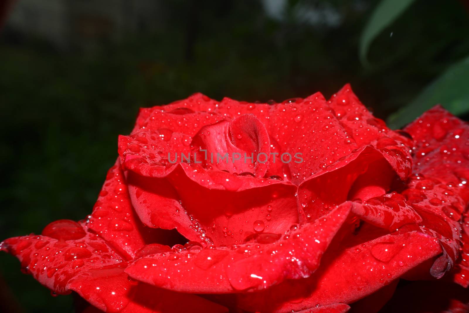 rose rain drops in the garden, macro close up