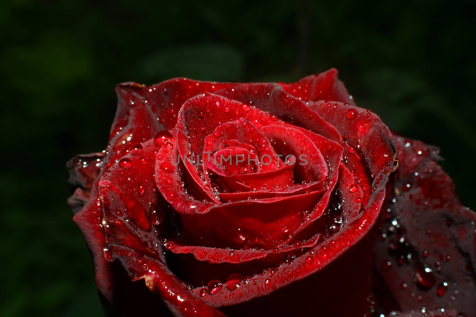 rose rain drops in the garden, macro close up