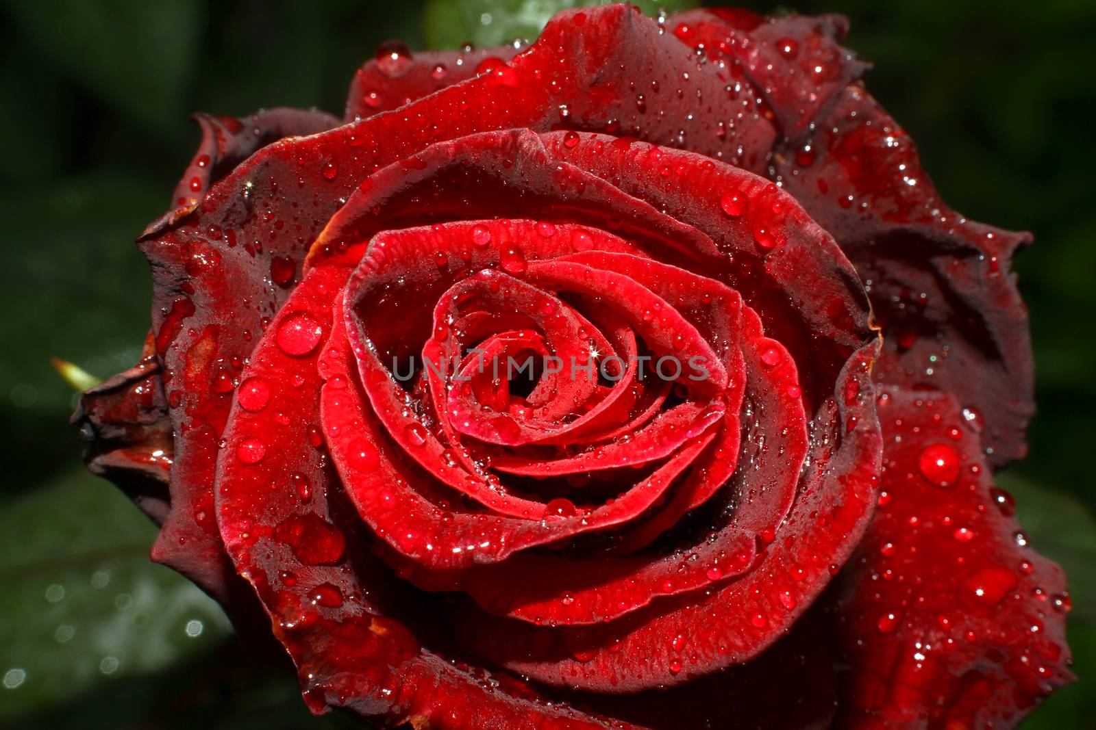 rose rain drops in the garden by alex_nako