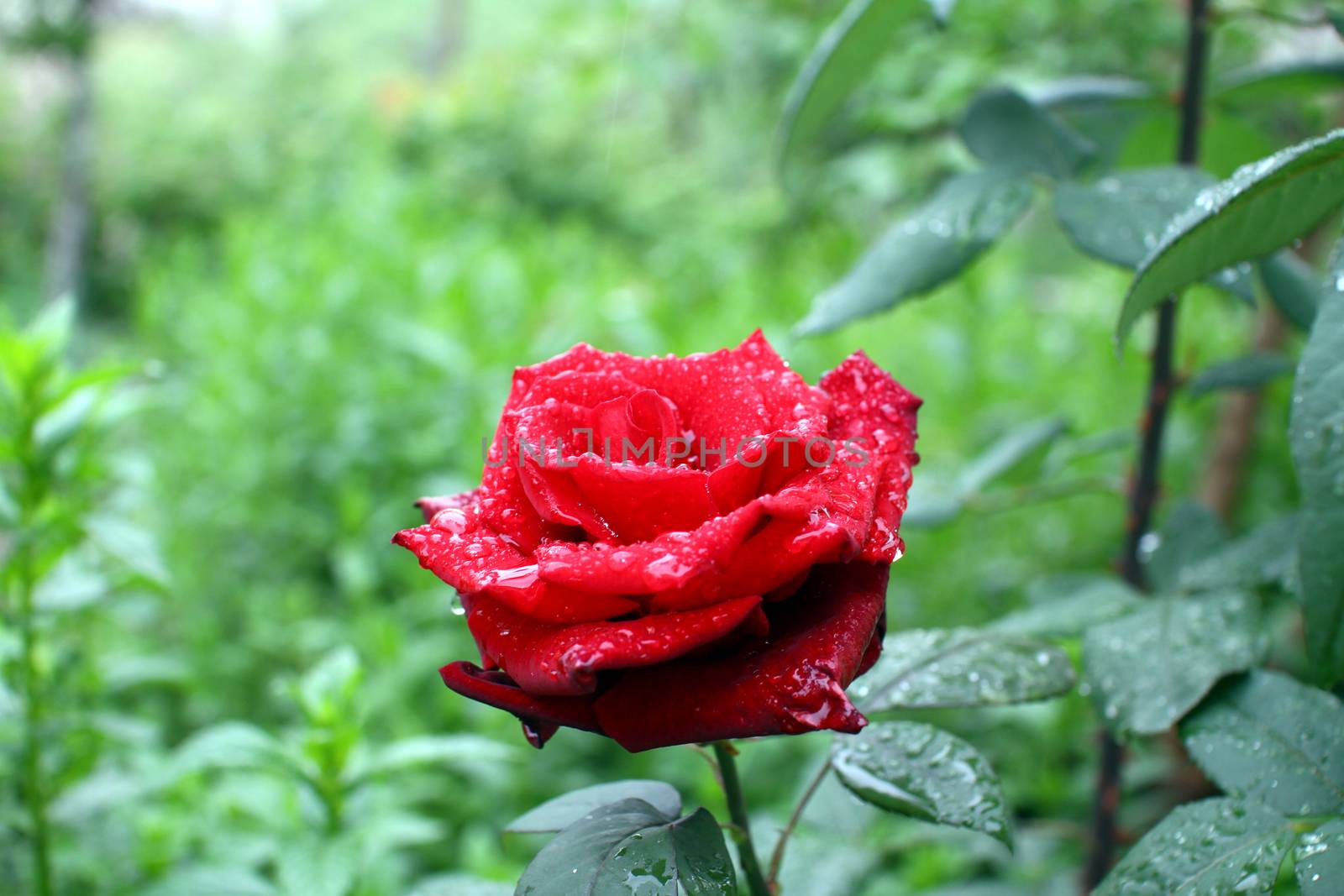 rose rain drops in the garden, macro close up