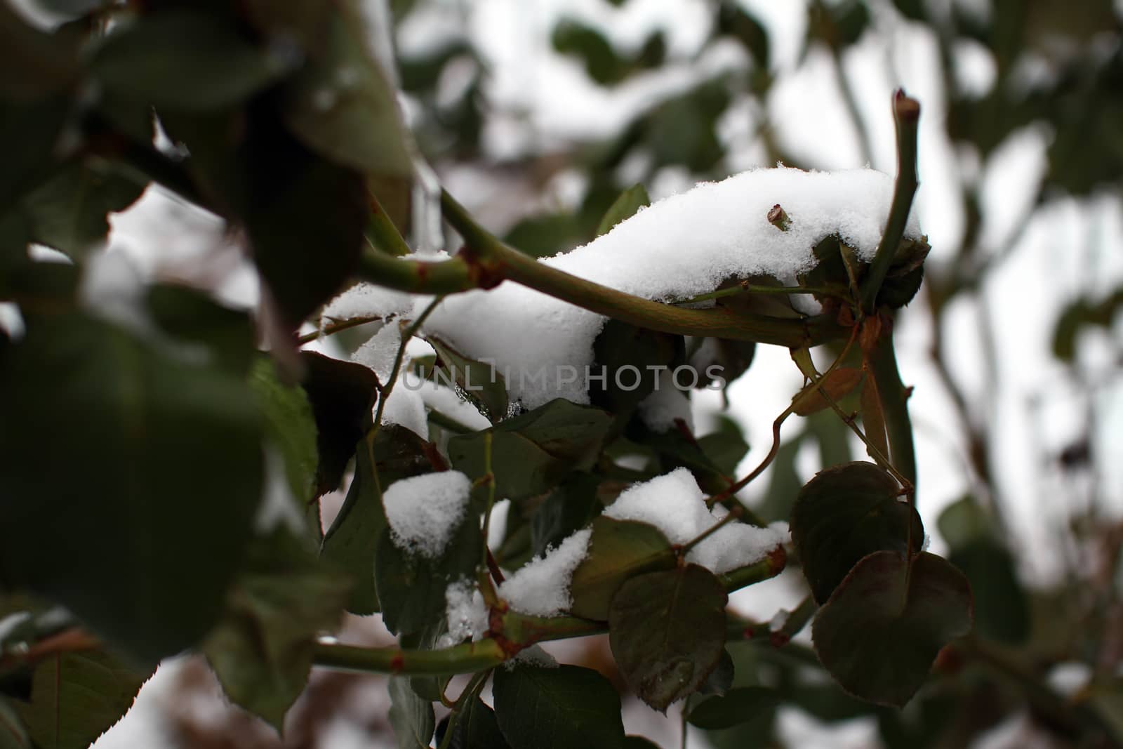 snow fall in plant at winter, macro