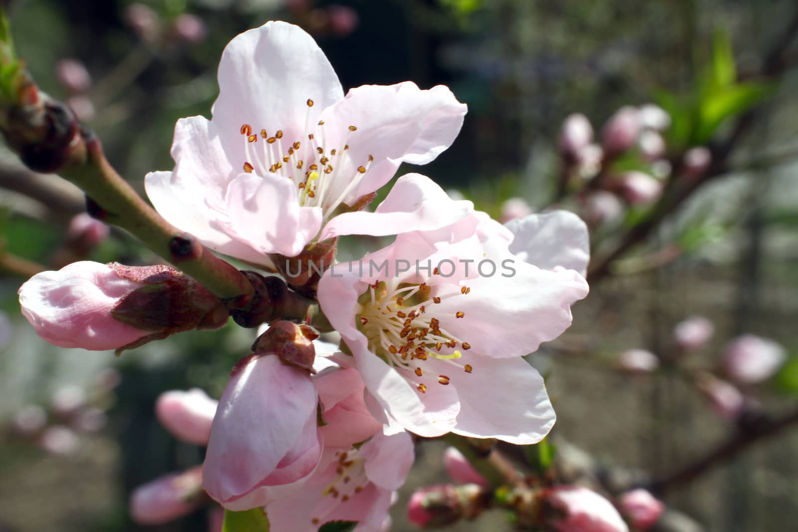 flowering tree in spring sun day macro