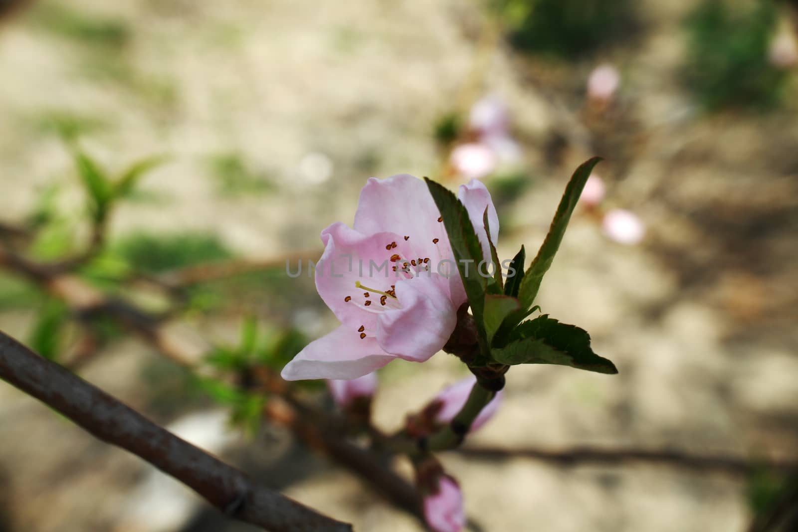 flowering tree in spring sun day macro