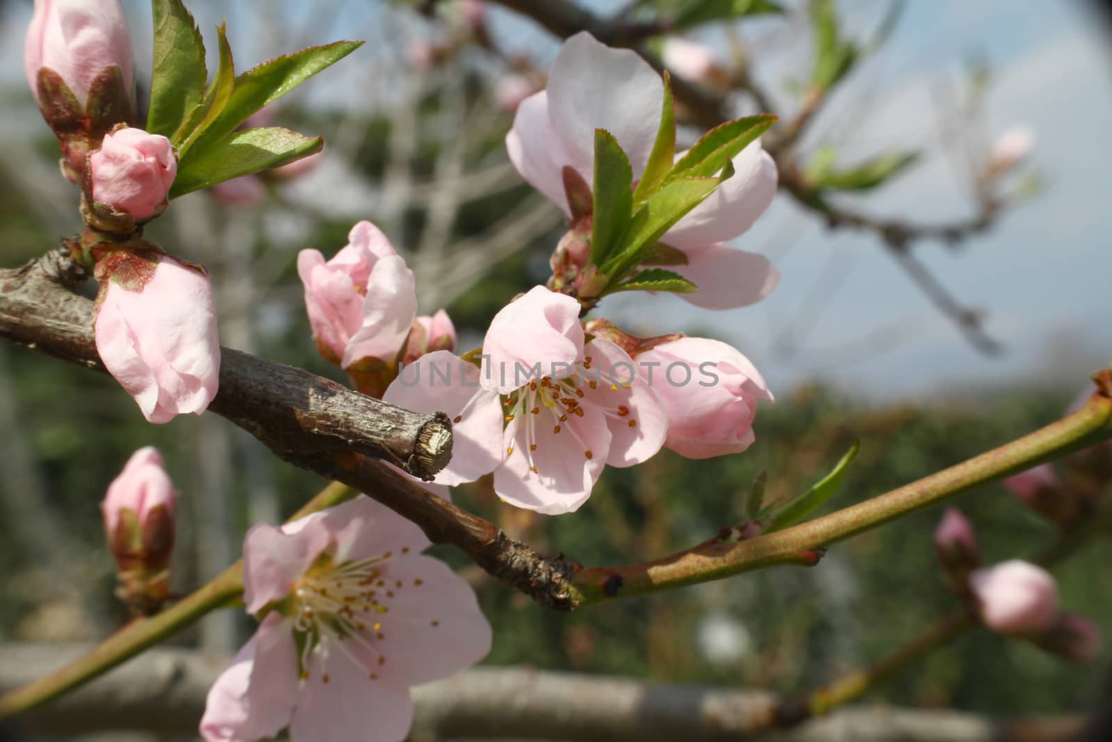 flowering tree in spring by alex_nako