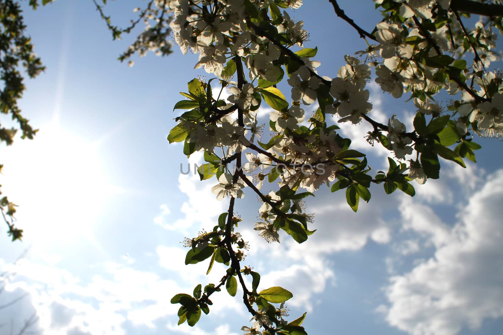 flowering tree in spring sun day macro