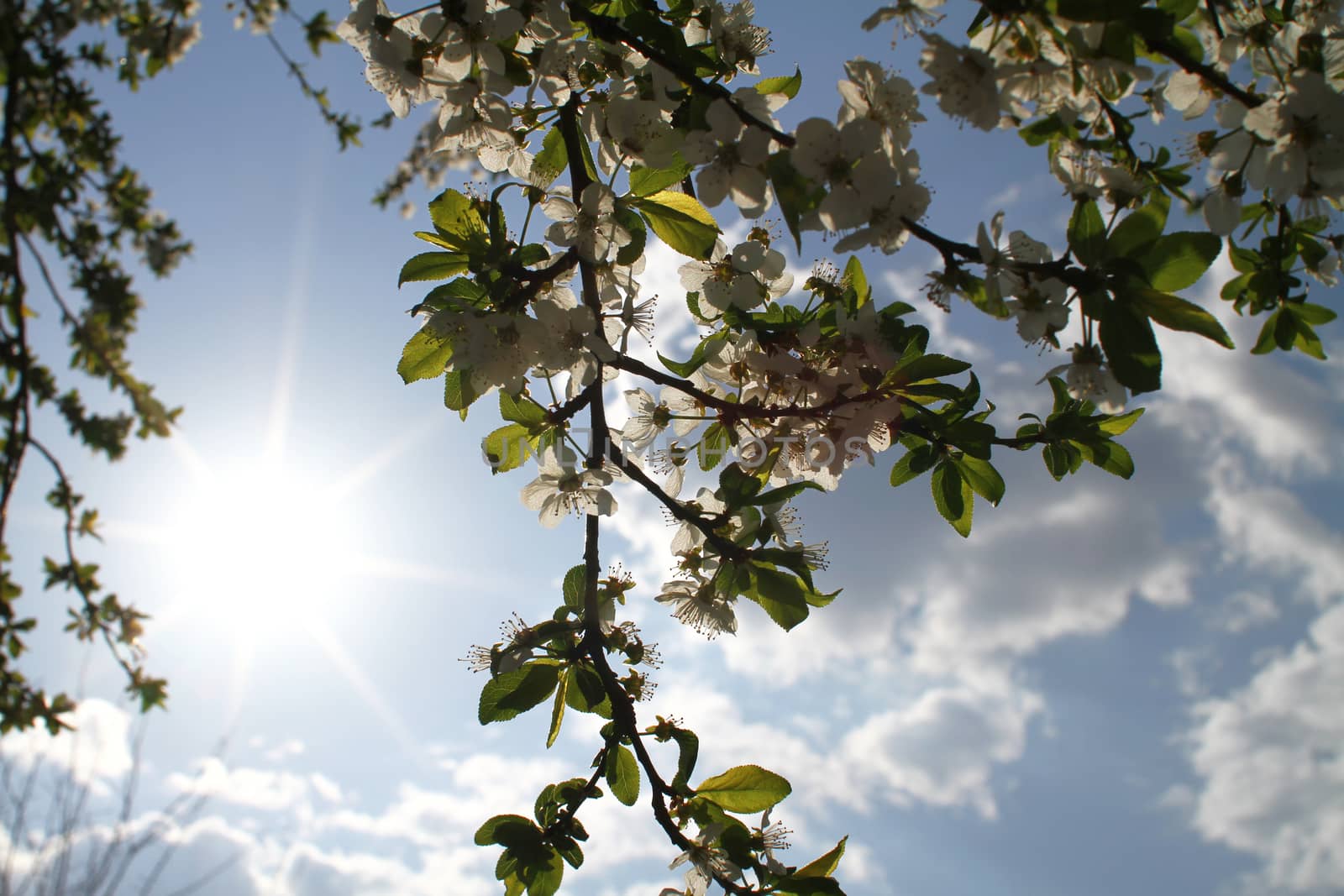 flowering tree in spring sun day macro