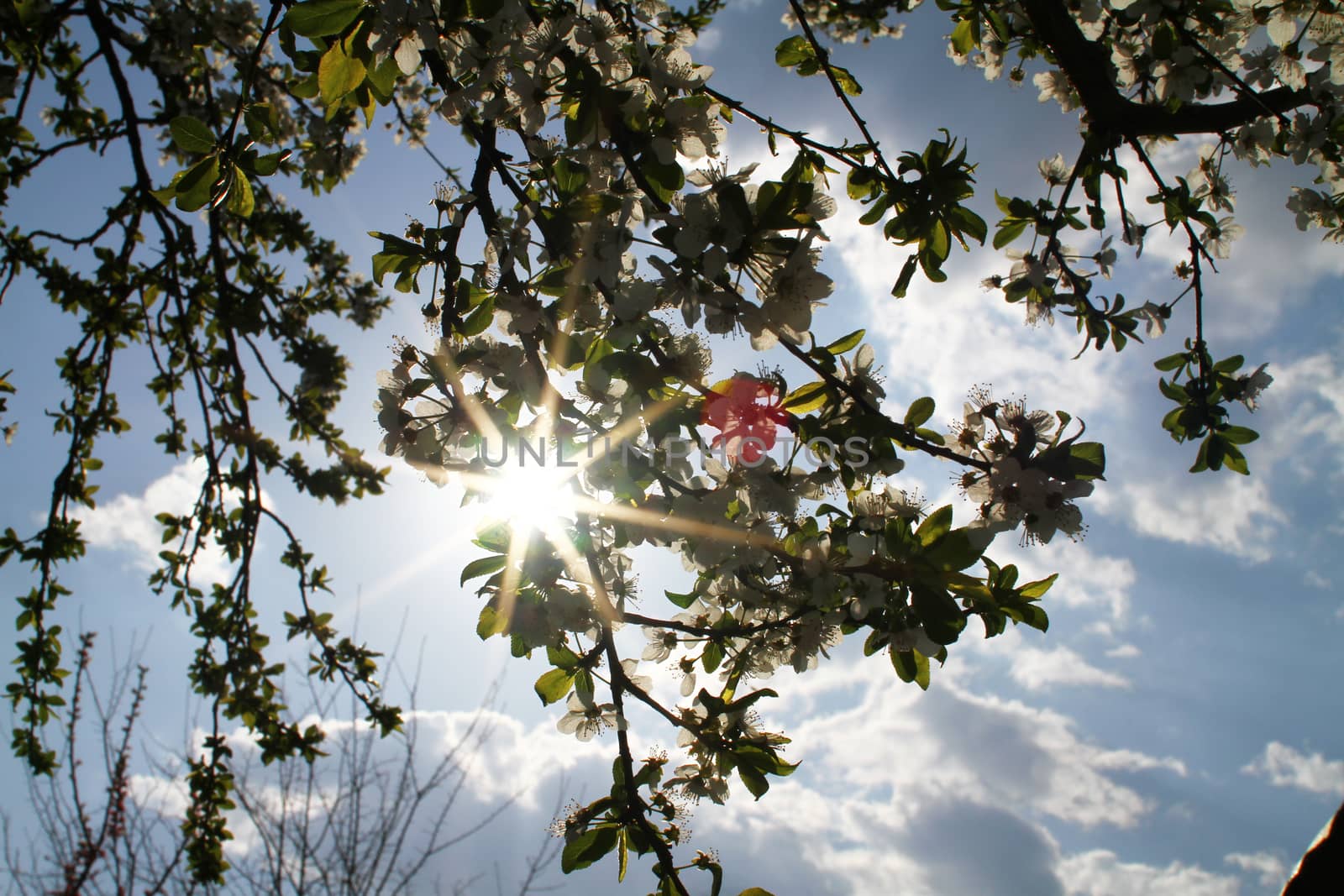 flowering tree in spring sun day macro