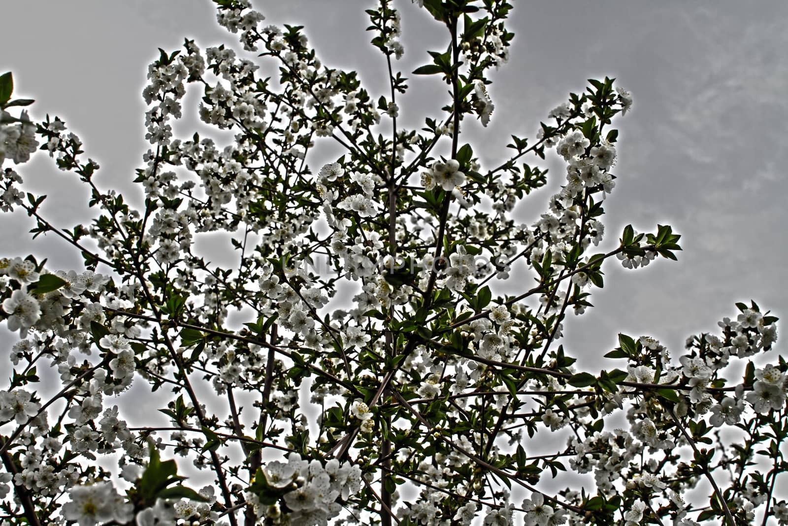flowering tree in spring by alex_nako