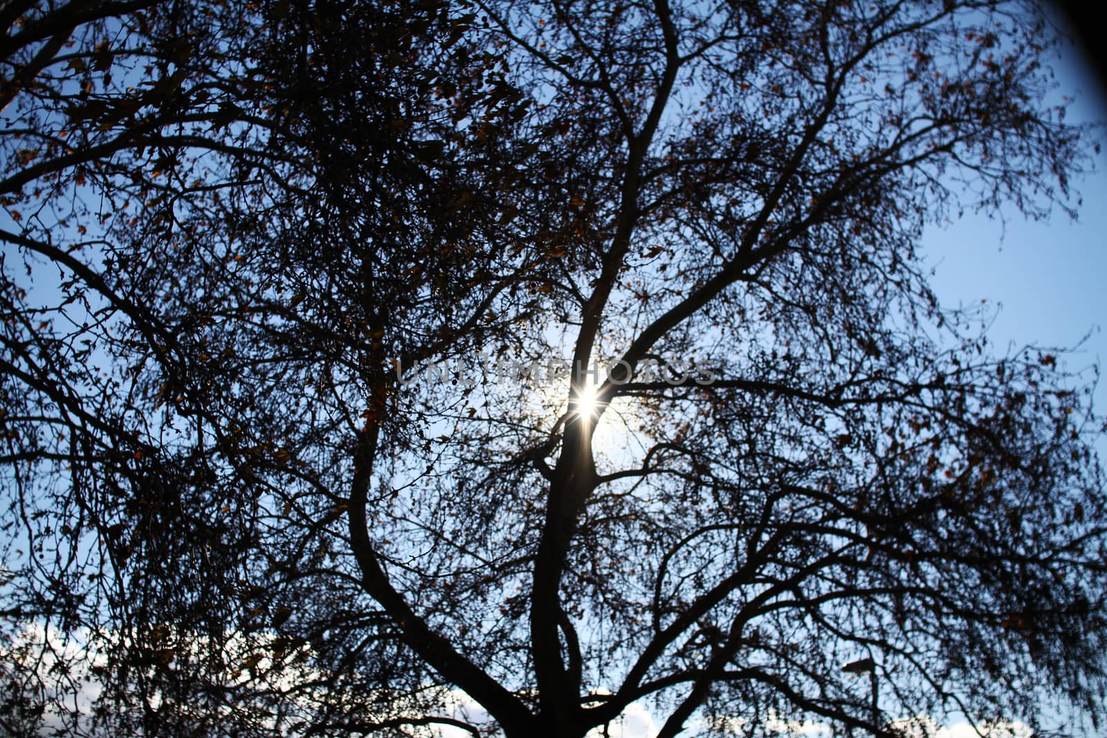 sun light ray tree, blue clear sky