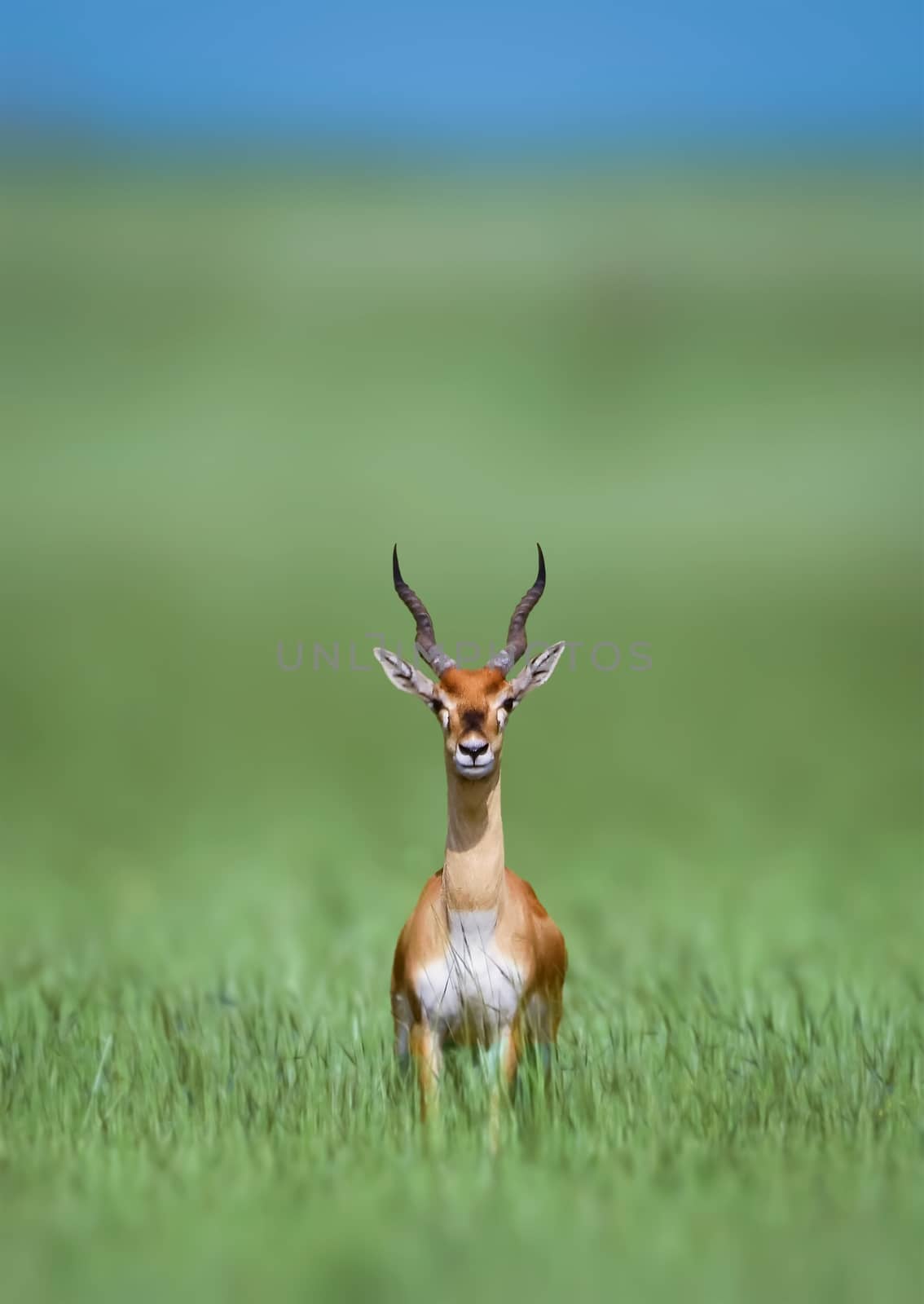 The blackbuck, also known as the Indian antelope, is an antelope found in India, Nepal, and Pakistan. The blackbuck is the sole extant member of the genus Antilope.