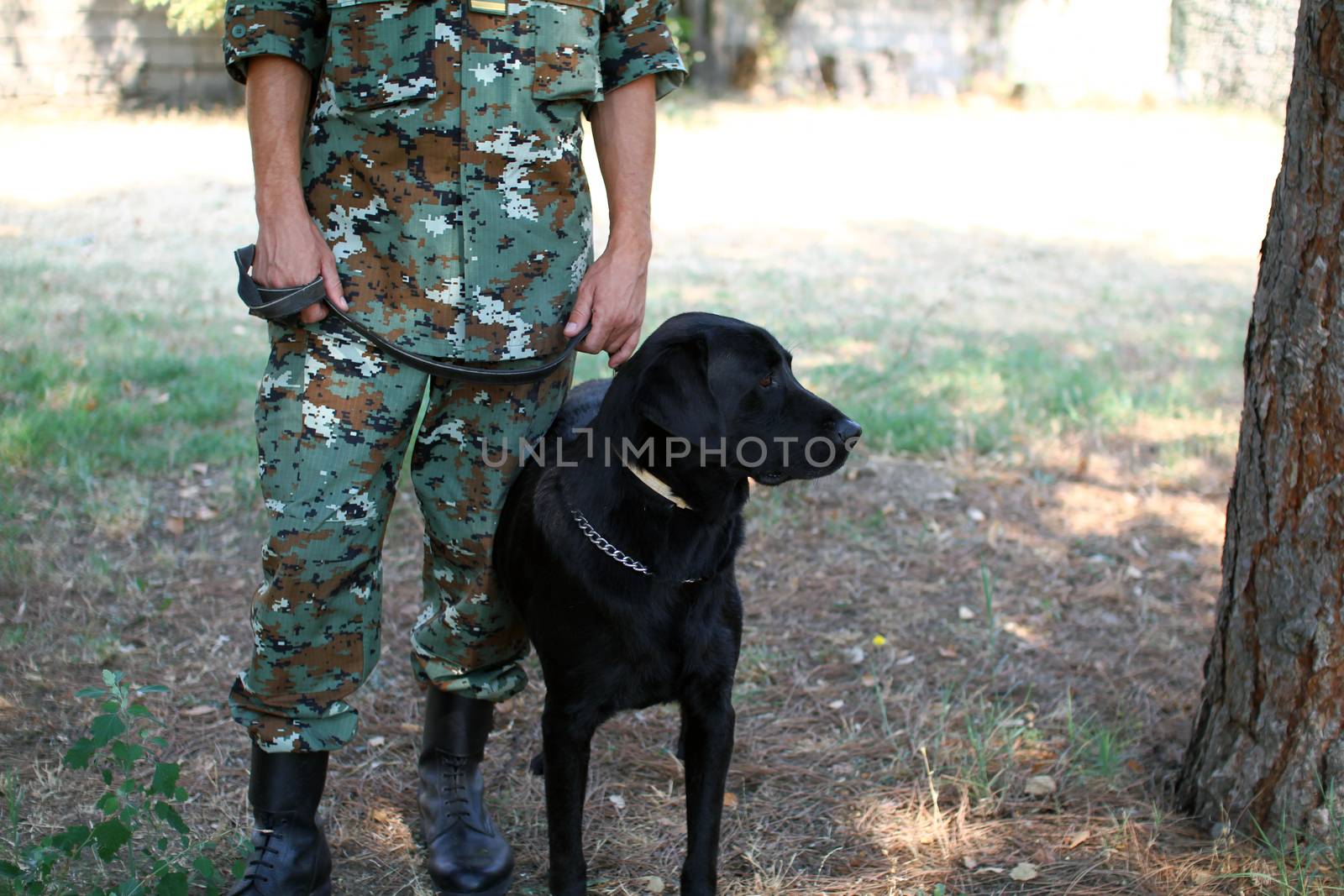 Man in military uniform with military dog, out outdoors