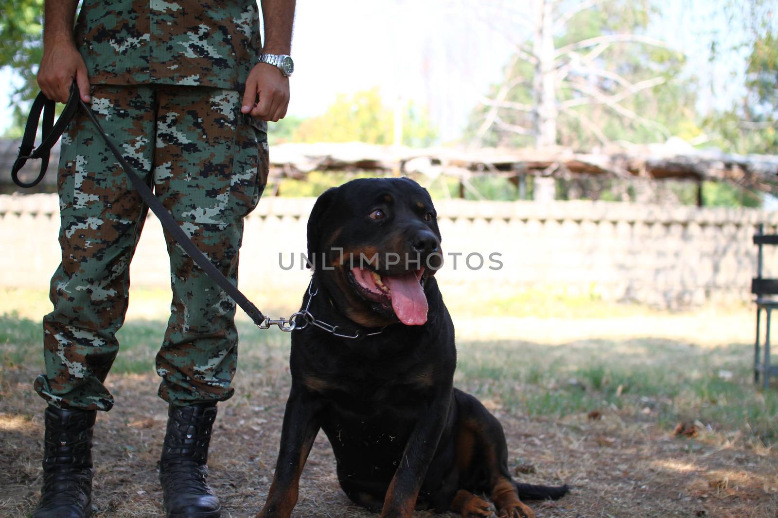 Man in military uniform with military dog, out outdoors