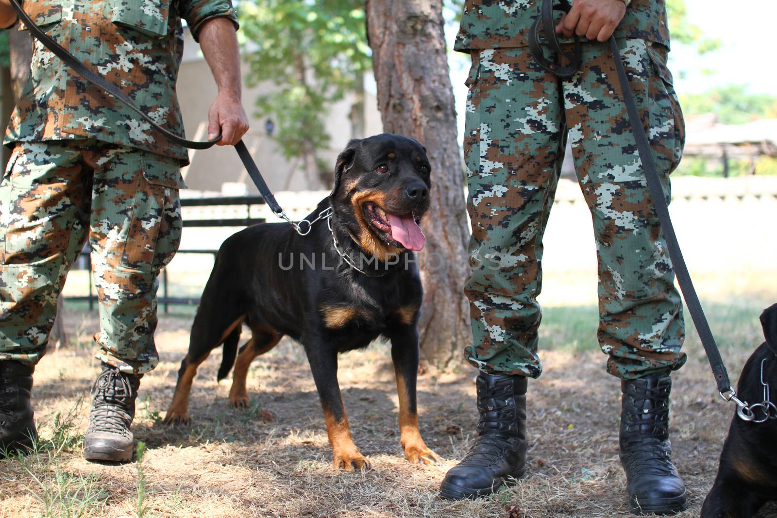 Man in military uniform with military dog, out outdoors