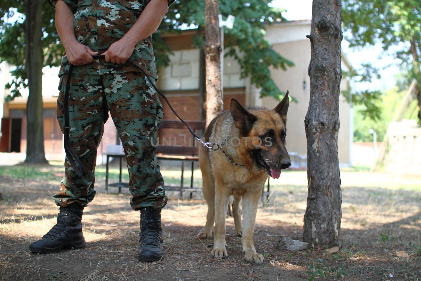 Man in military uniform with military dog, out outdoors