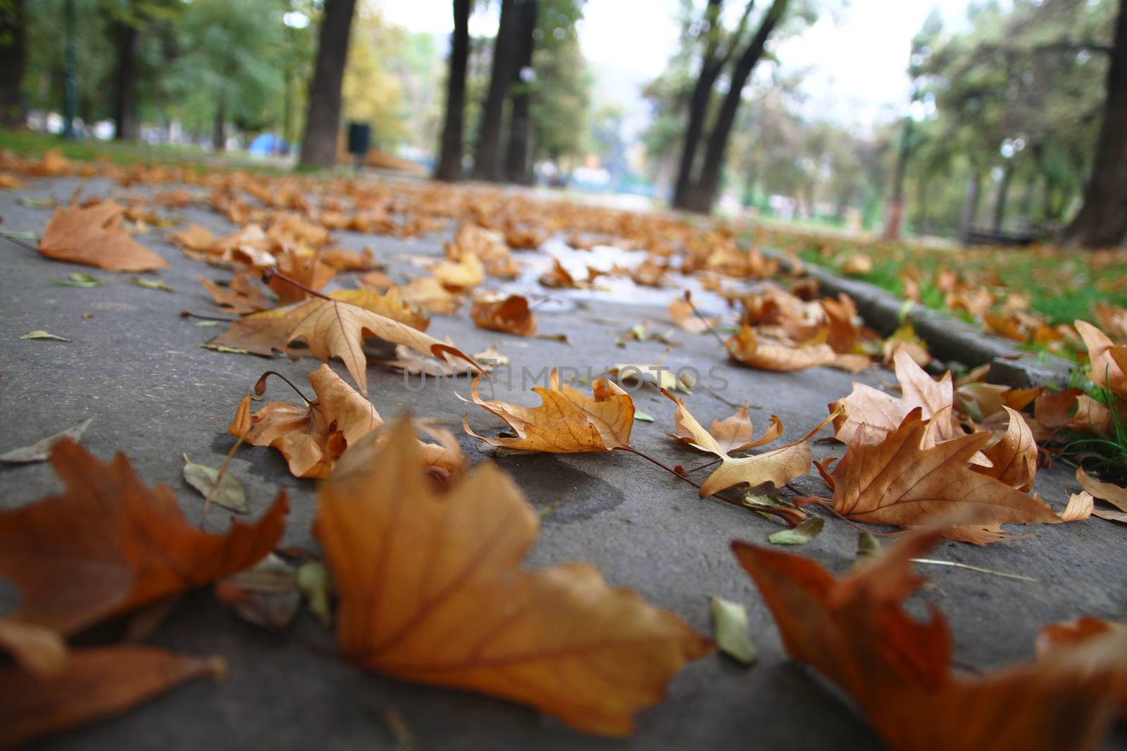 autumn leaves on ground, close up macro