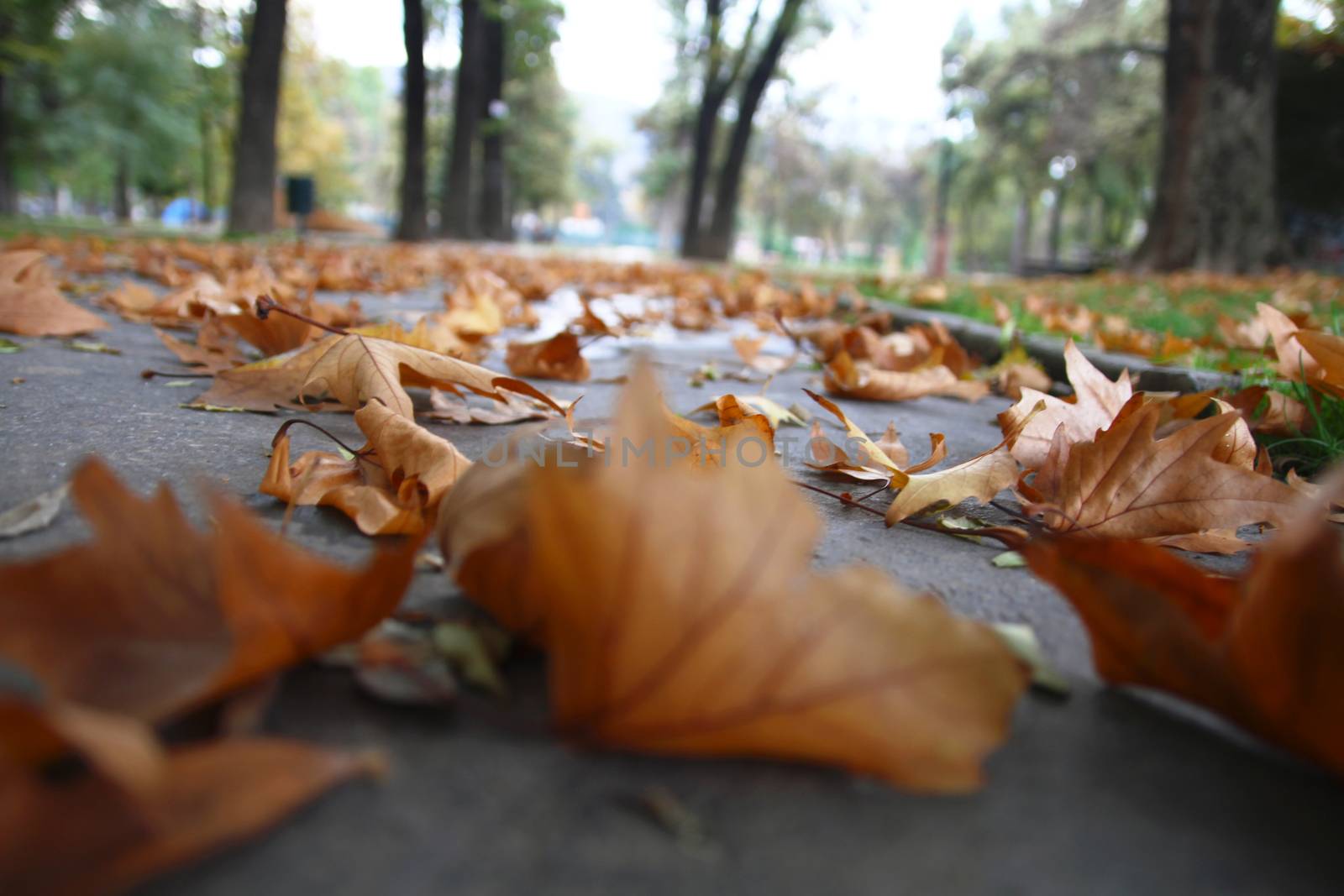 autumn leaves on ground, close up macro