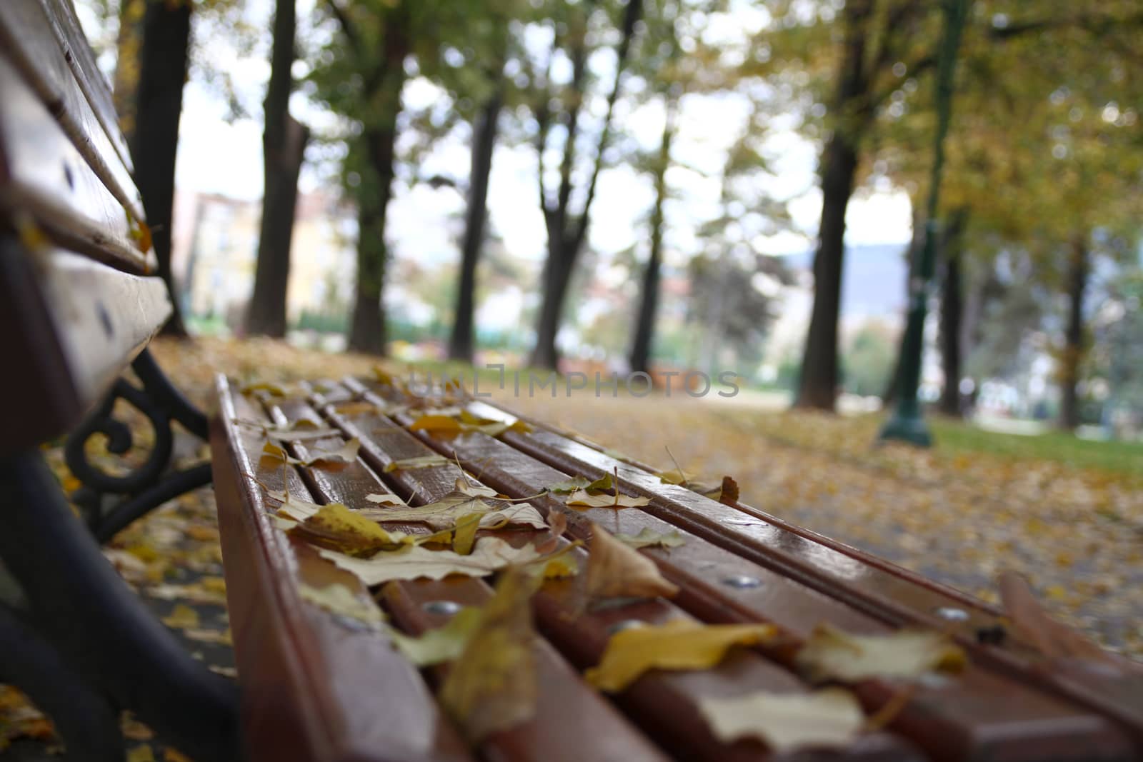 autumn leaves on a bench in the park