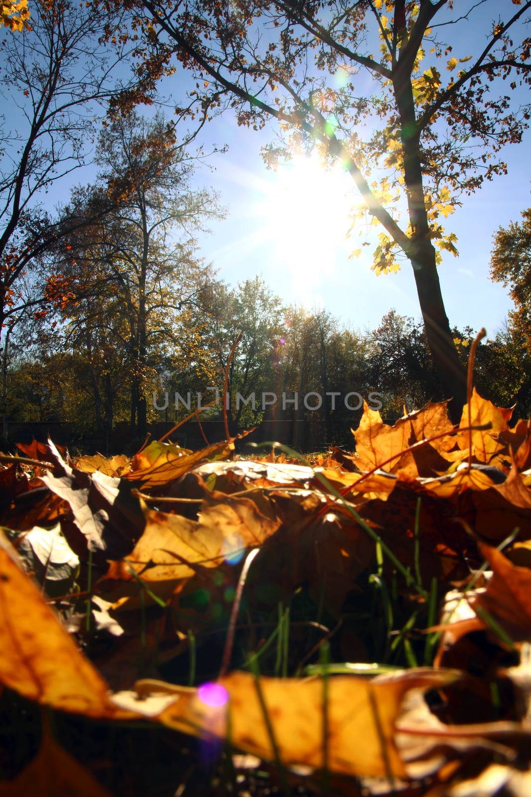 autumn leaves on ground by alex_nako