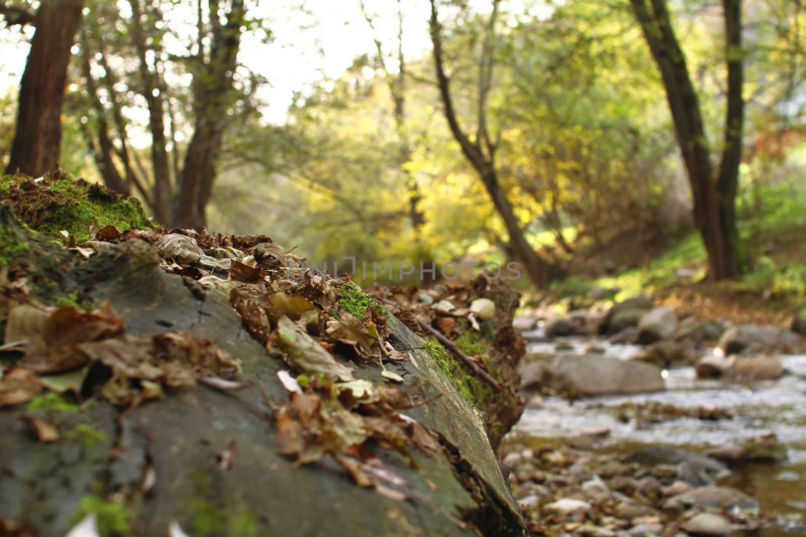 autumn leaves on ground by alex_nako