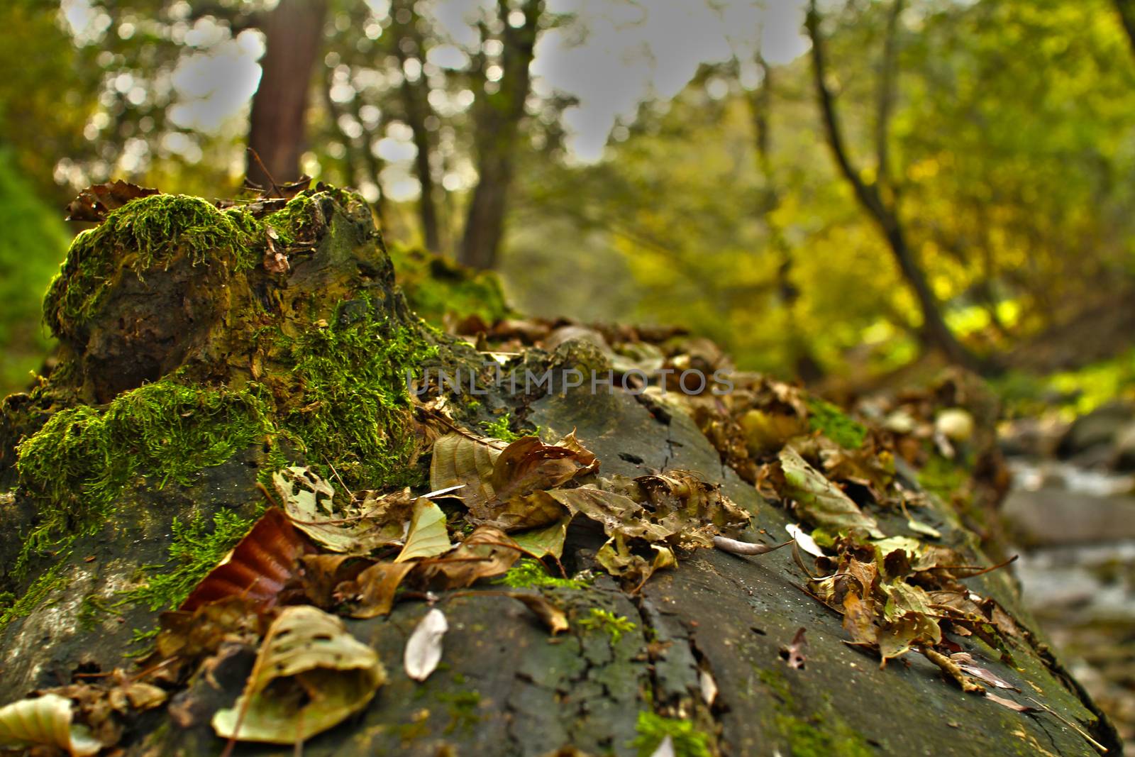 autumn leaves on ground by alex_nako