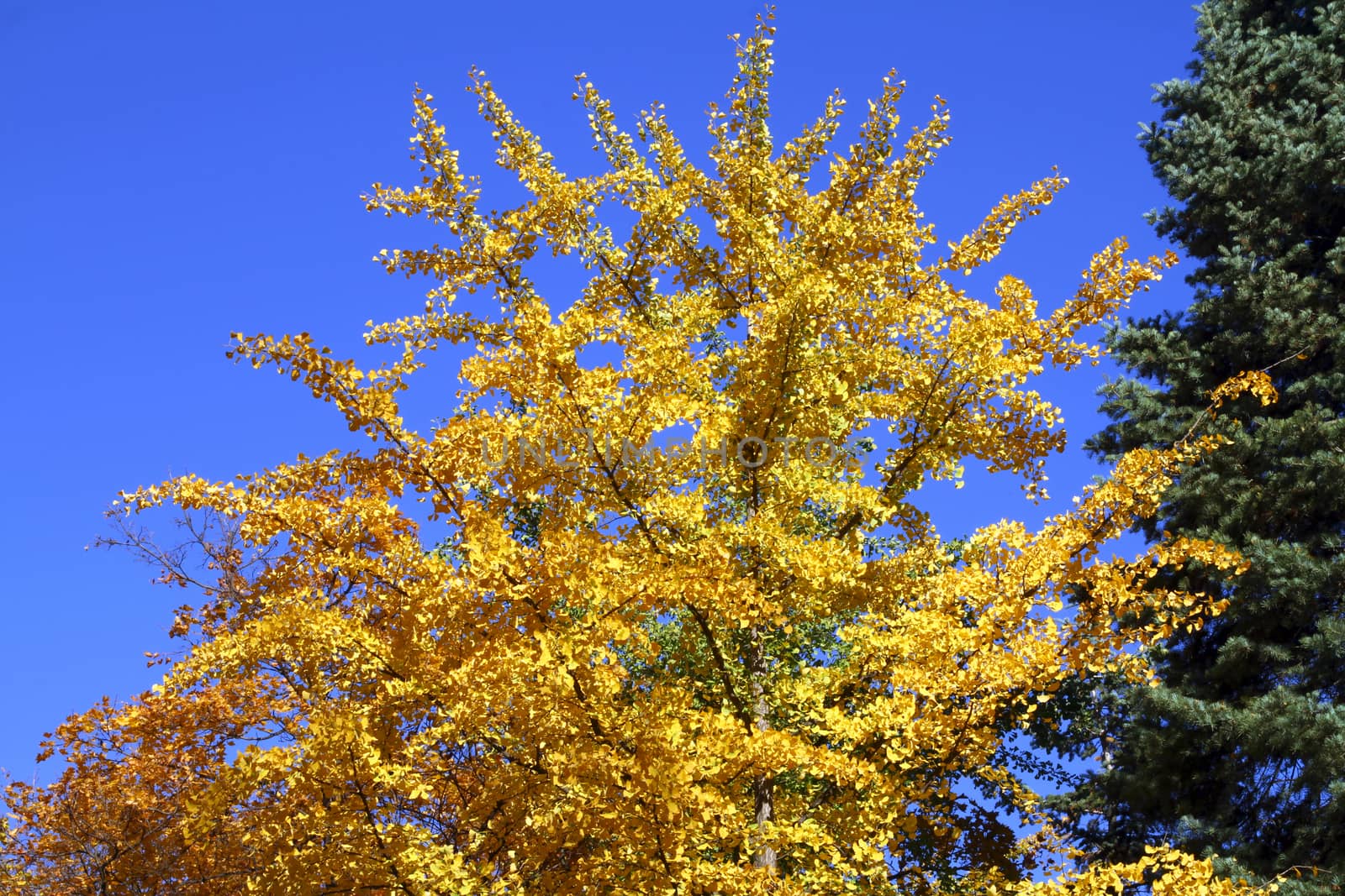 tree in autumn with yellow leaves, blue sky