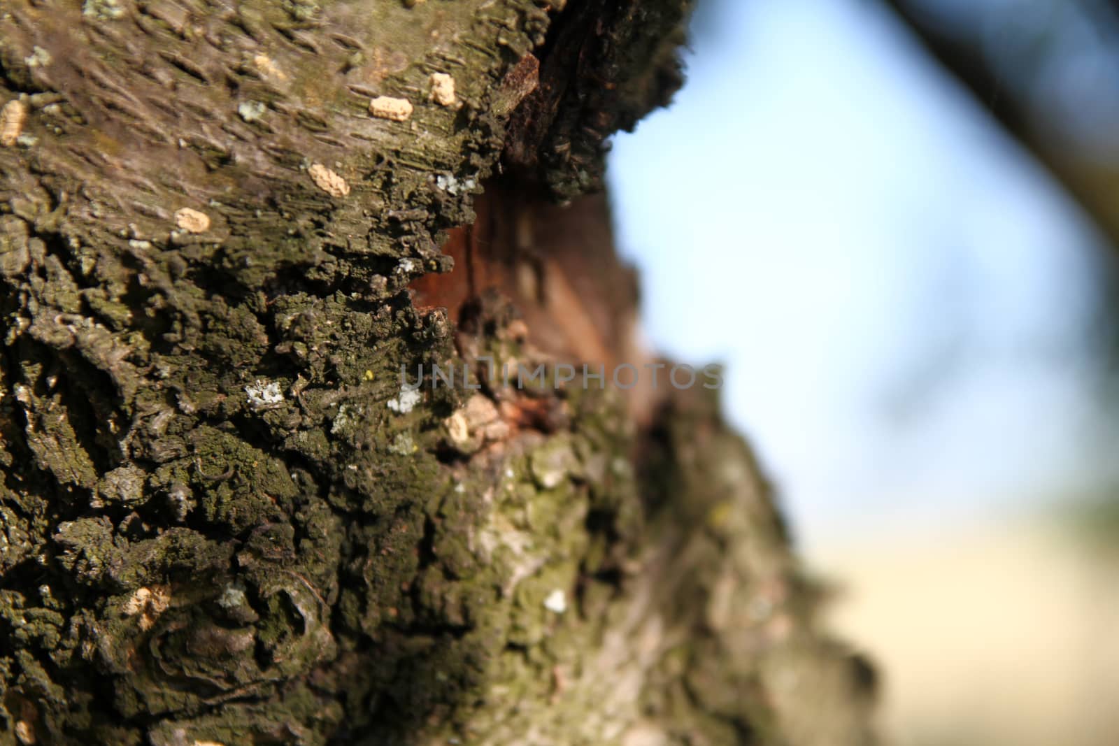 old tree root bark, macro close up