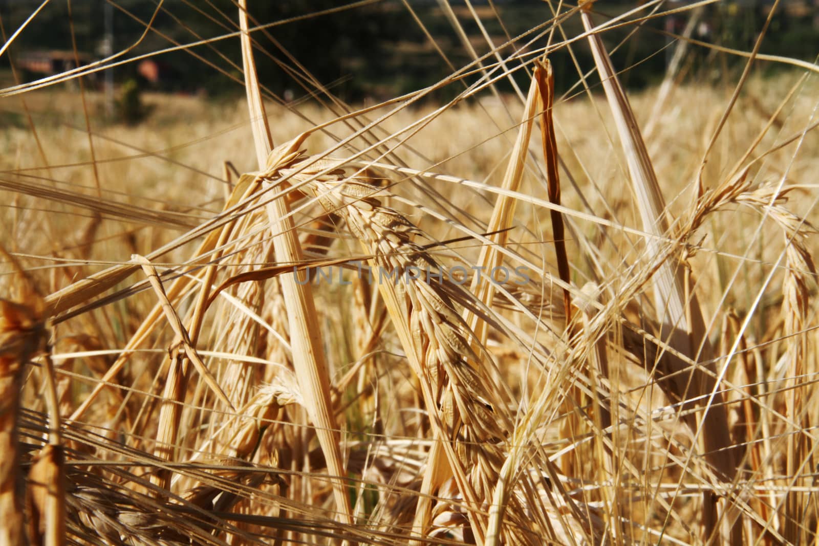 yellow barley in the field before harvesting