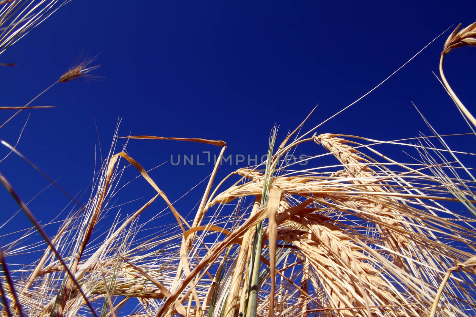 yellow barley in the field before harvesting