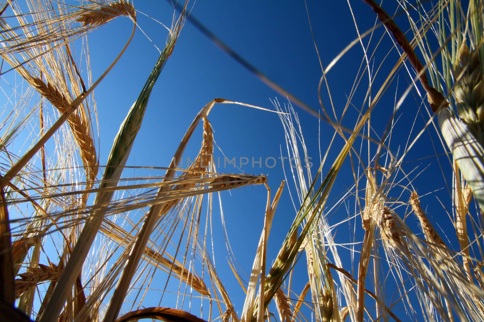 yellow barley in the field by alex_nako