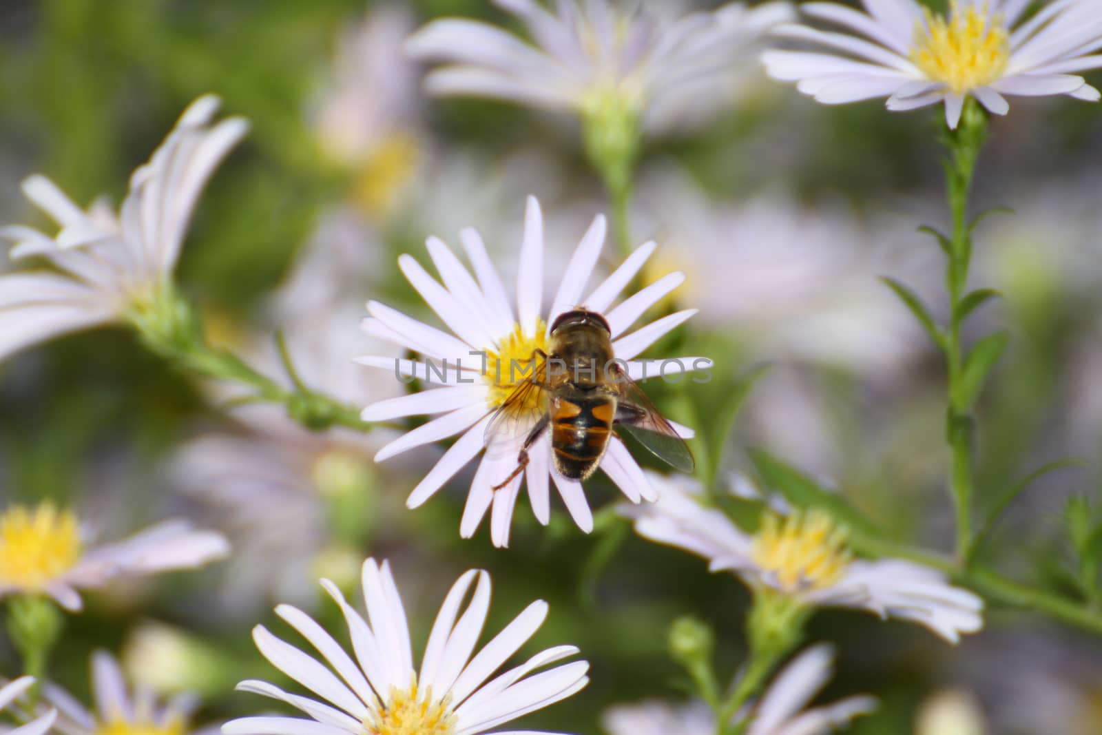 bee macro on spring flower, close up