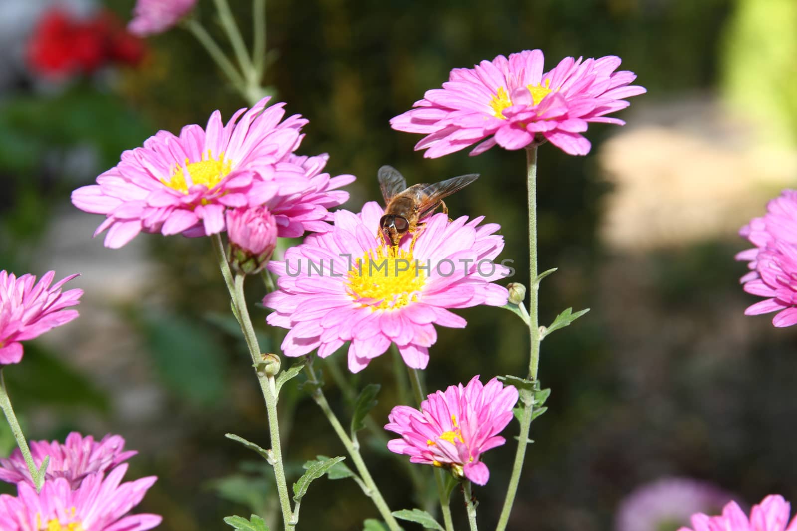 bee macro on spring flower, close up