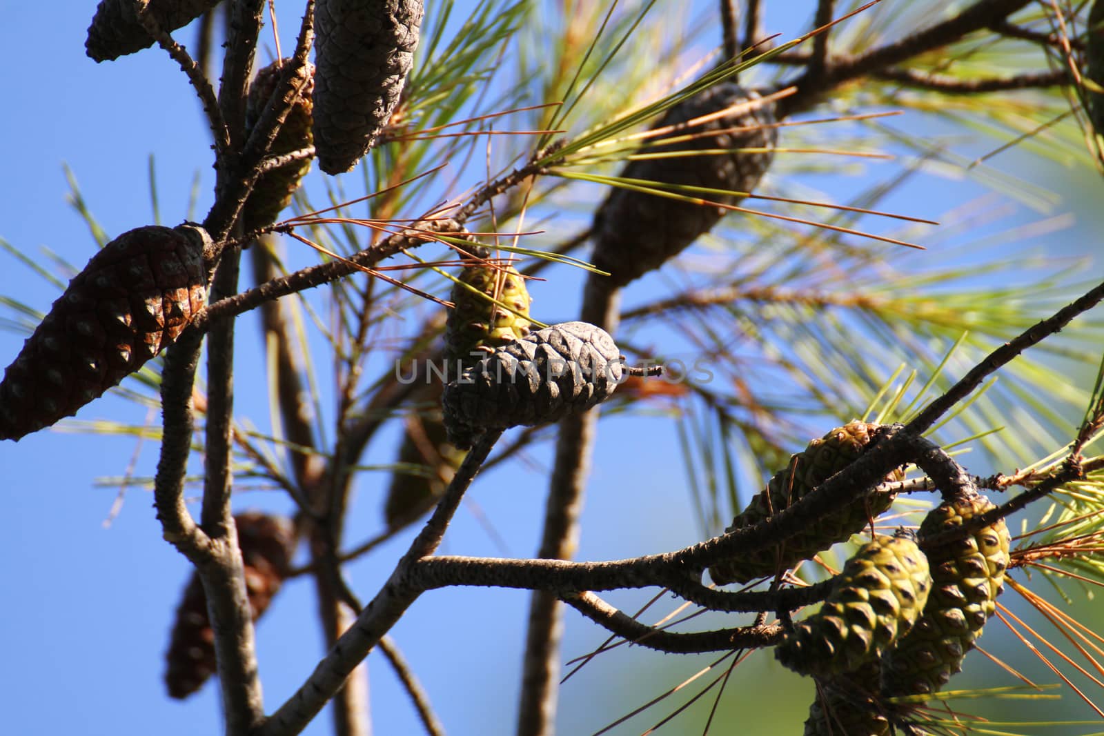 pine conifer on the tree close up